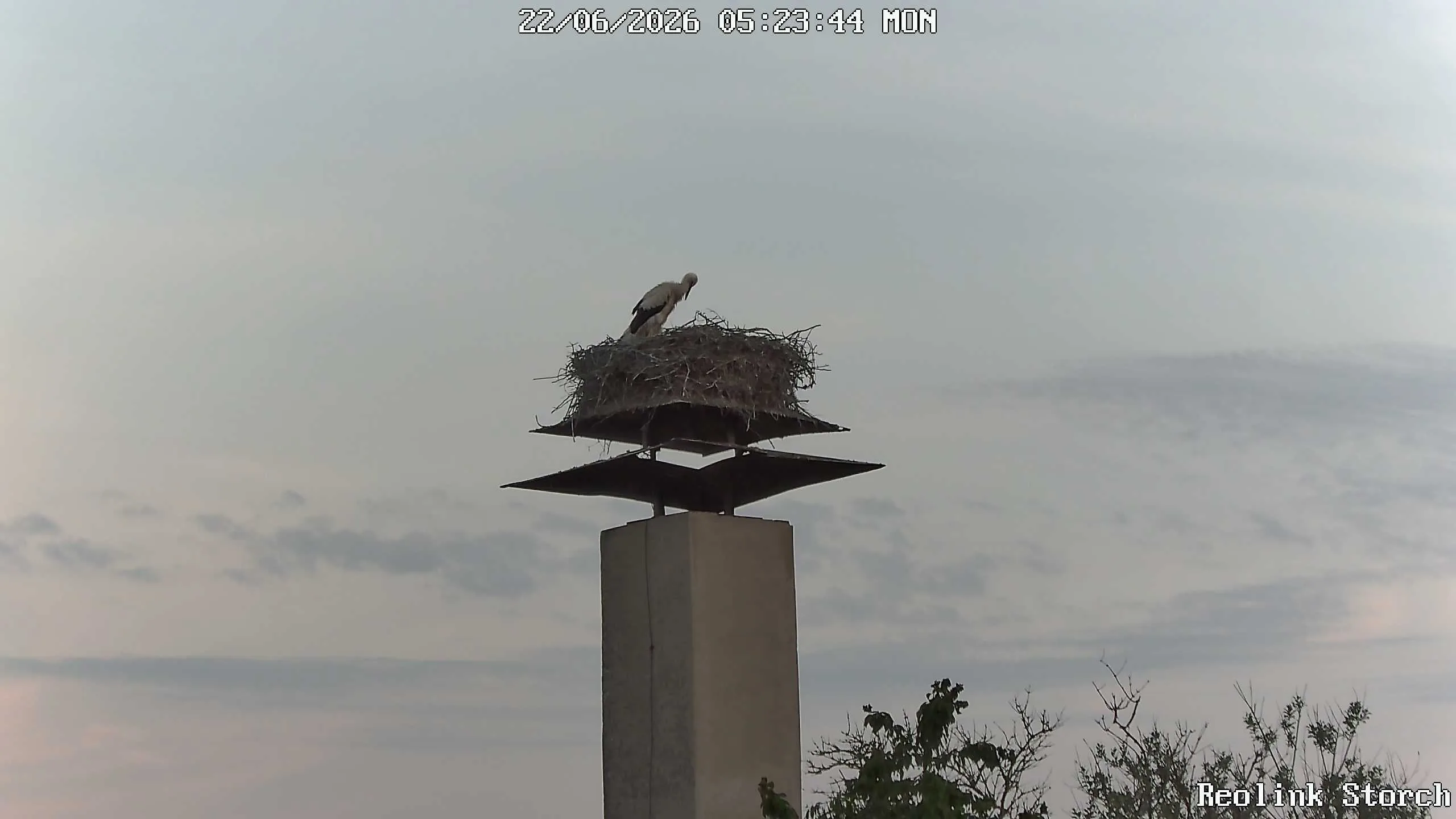 Storchencam Bild