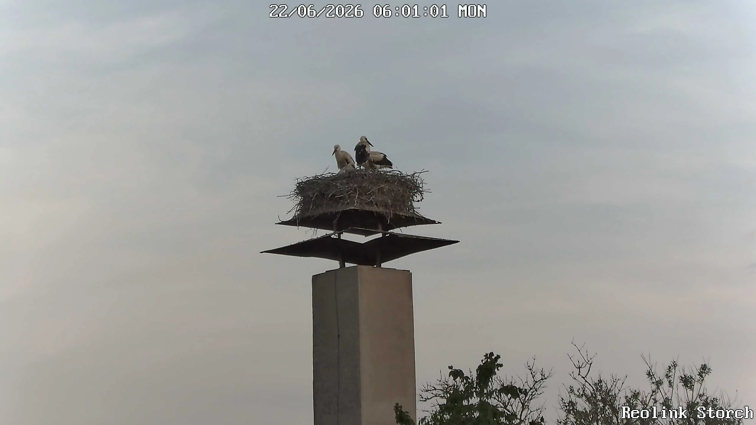 Storchencam Bild