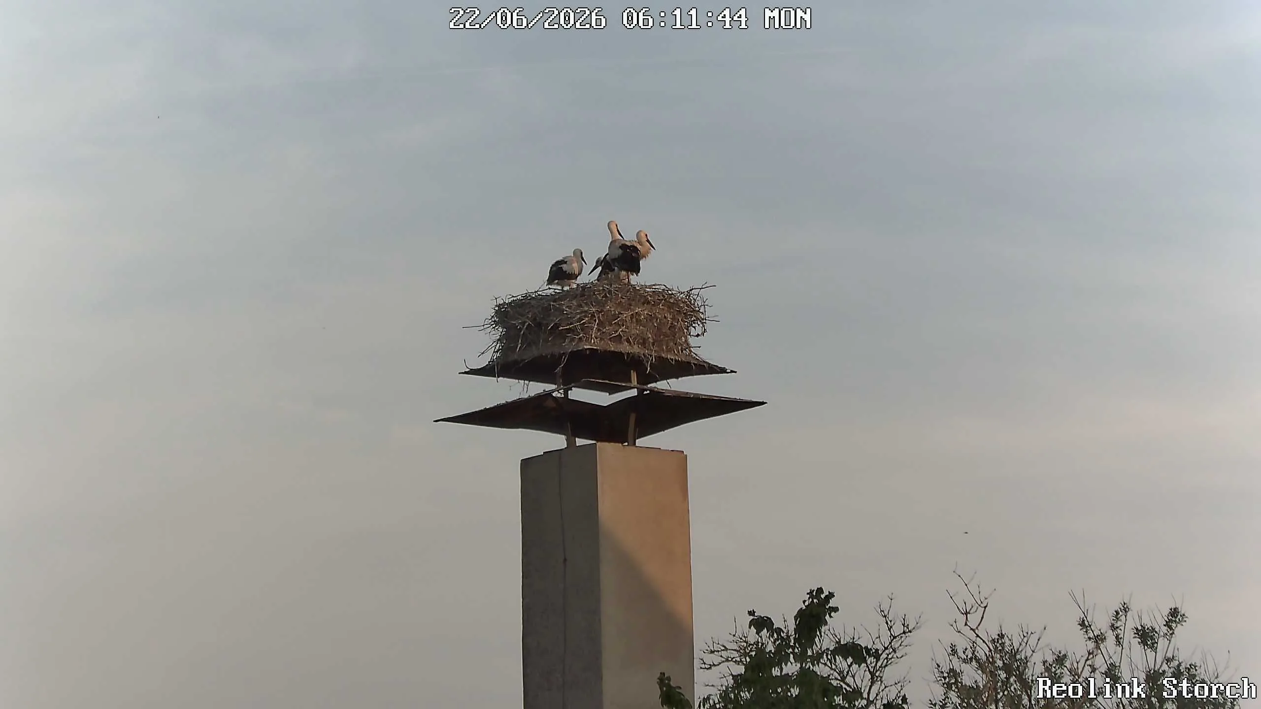 Storchencam Bild