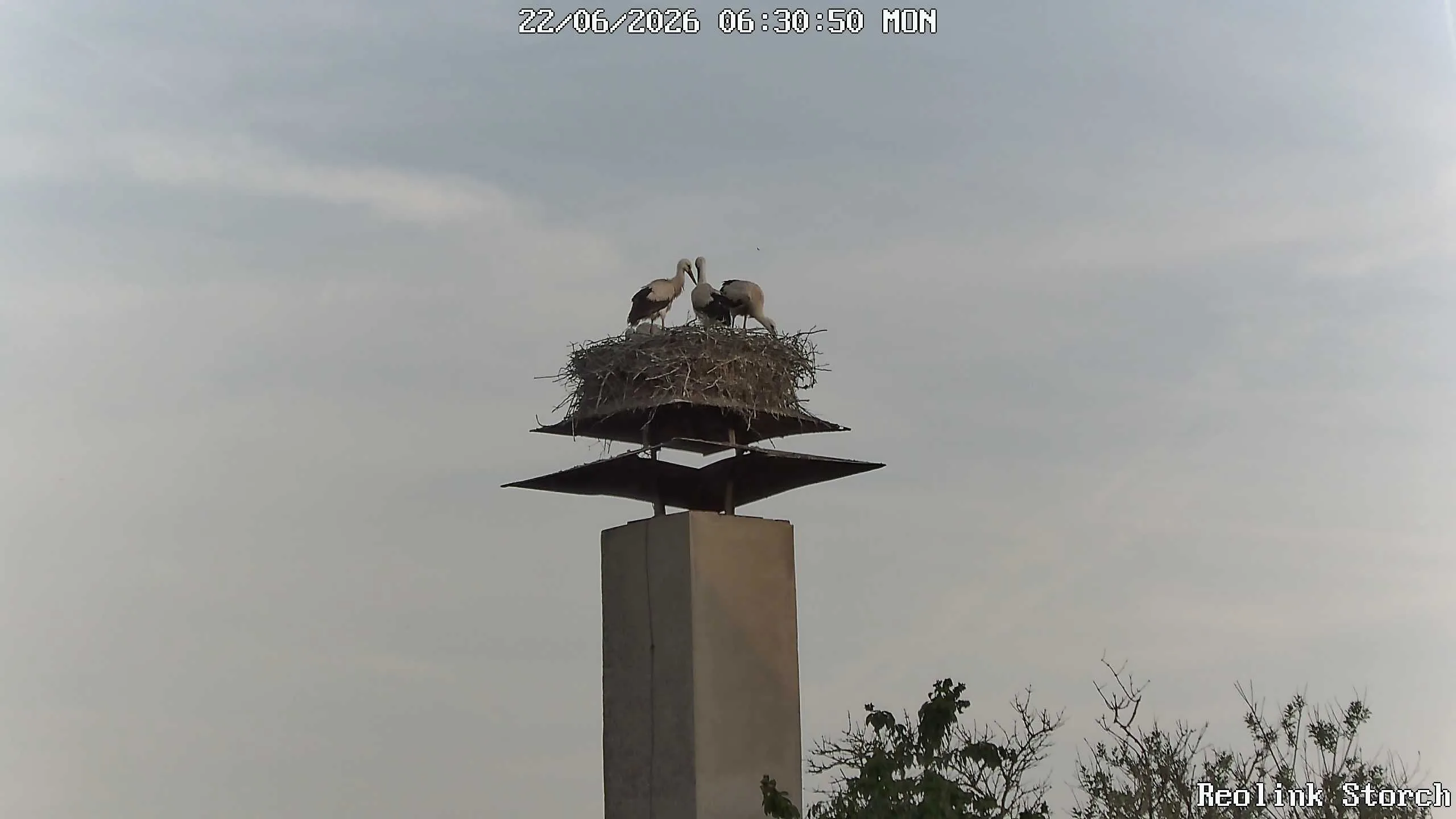 Storchencam Bild