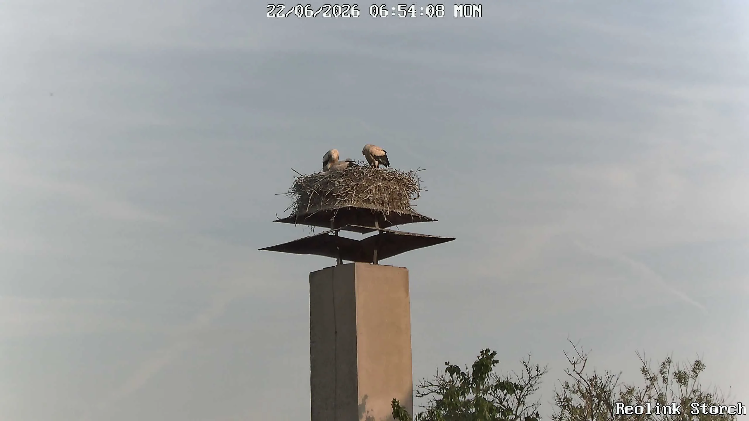 Storchencam Bild