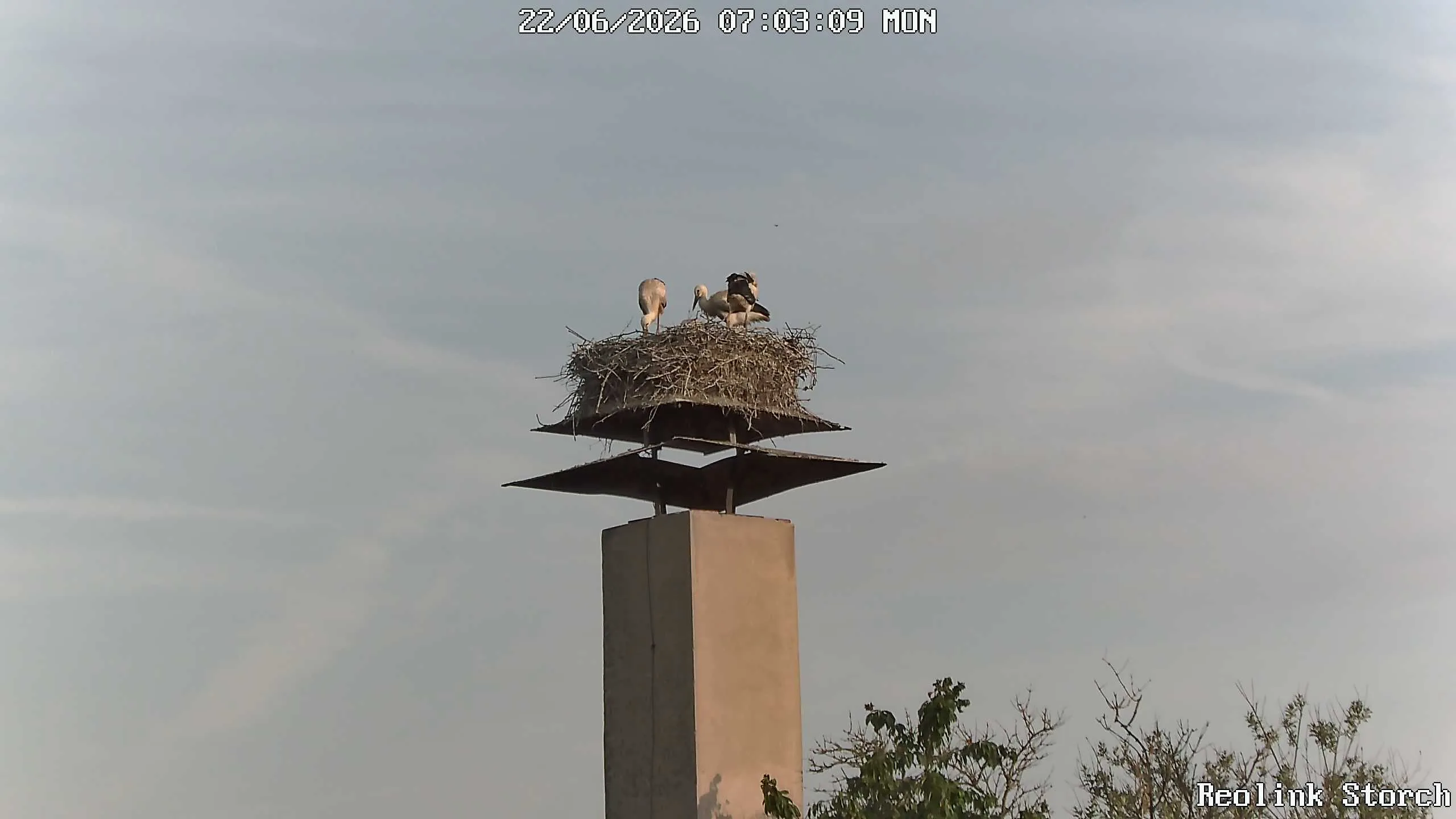 Storchencam Bild