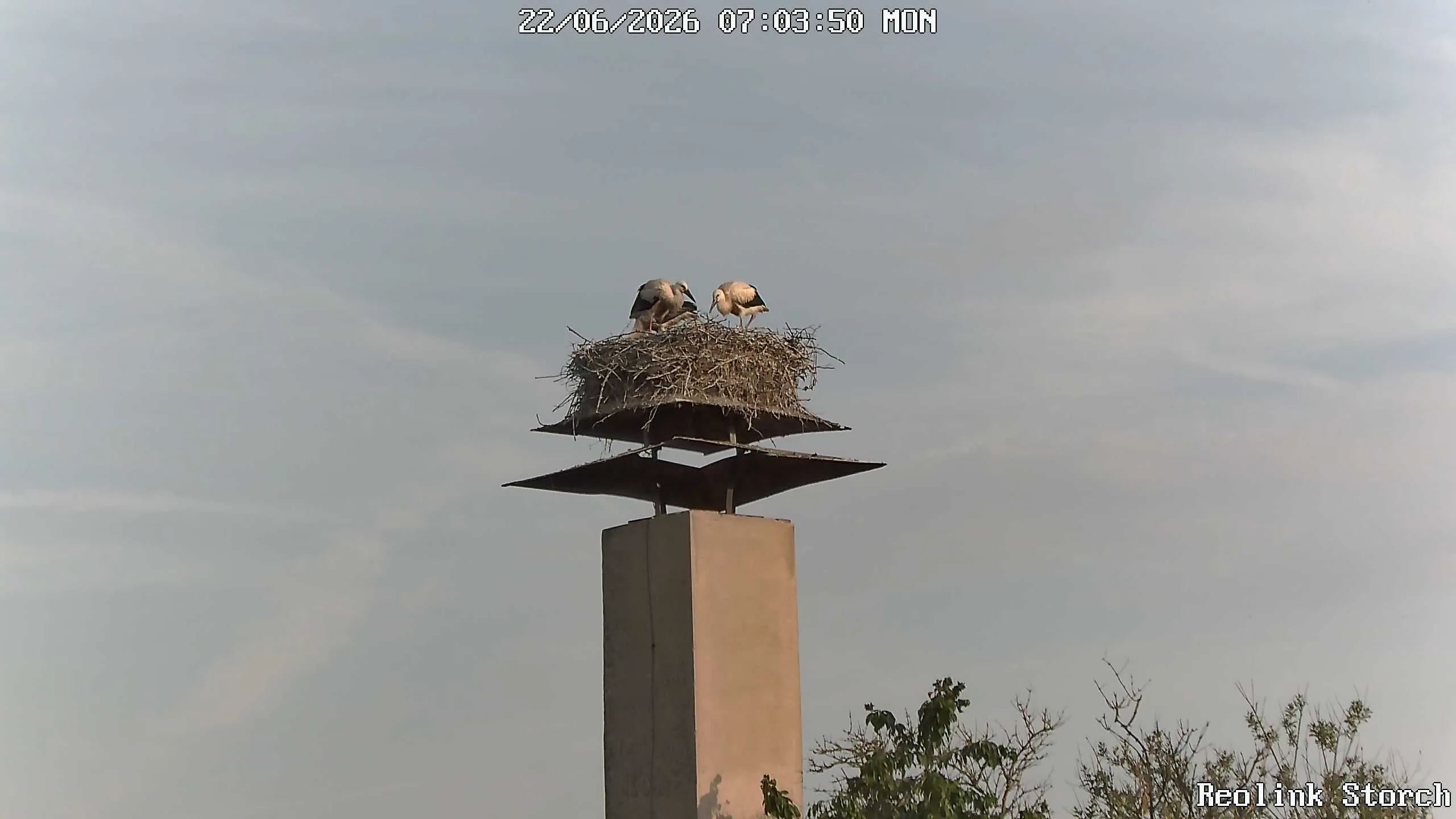 Storchencam Bild