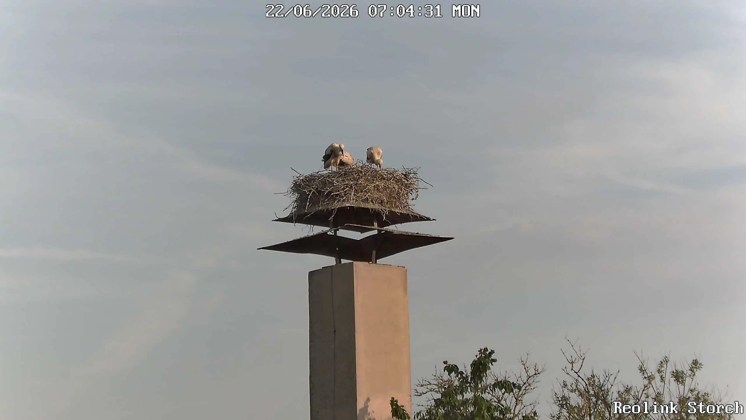 Storchencam Bild