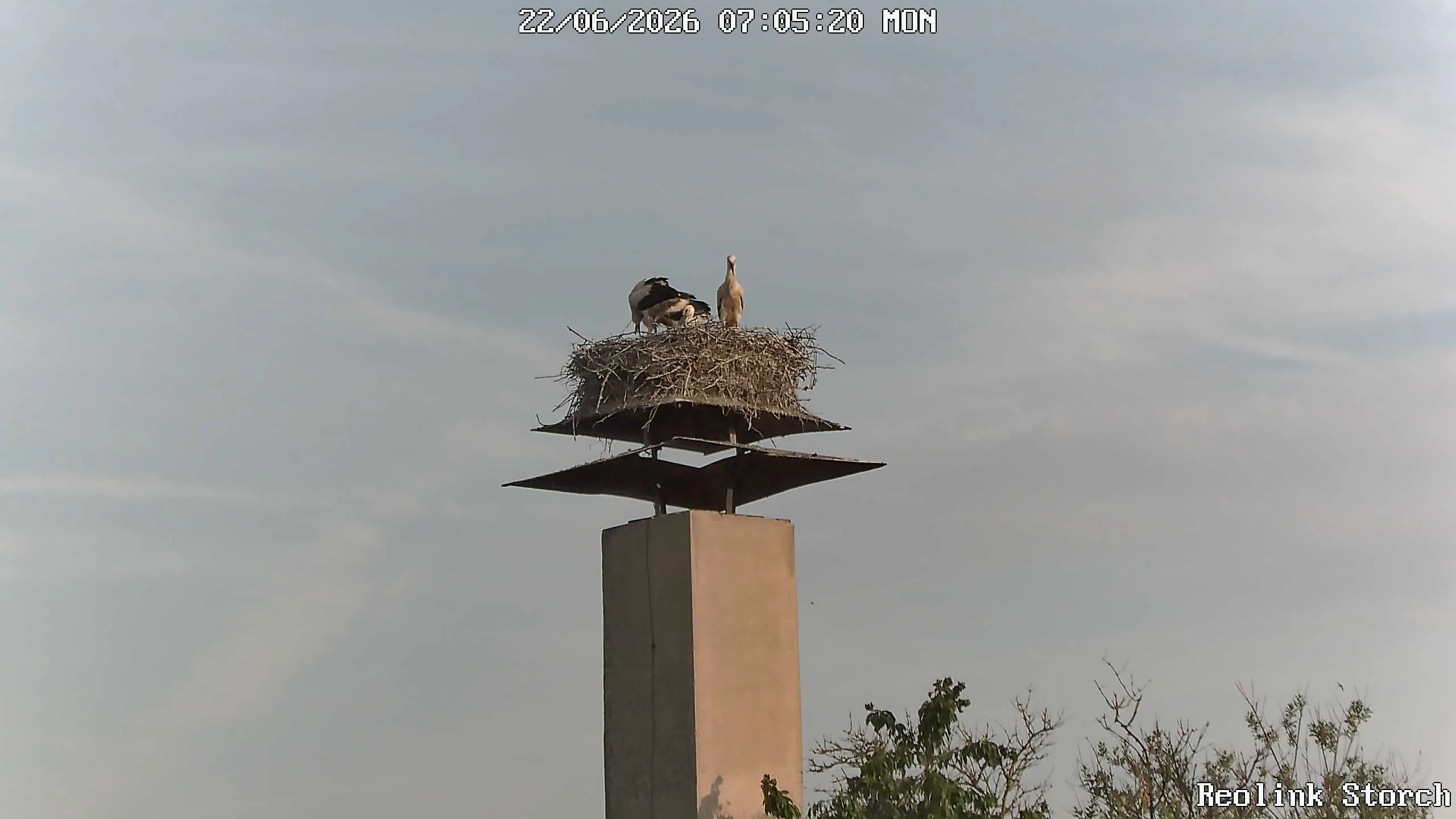 Storchencam Bild