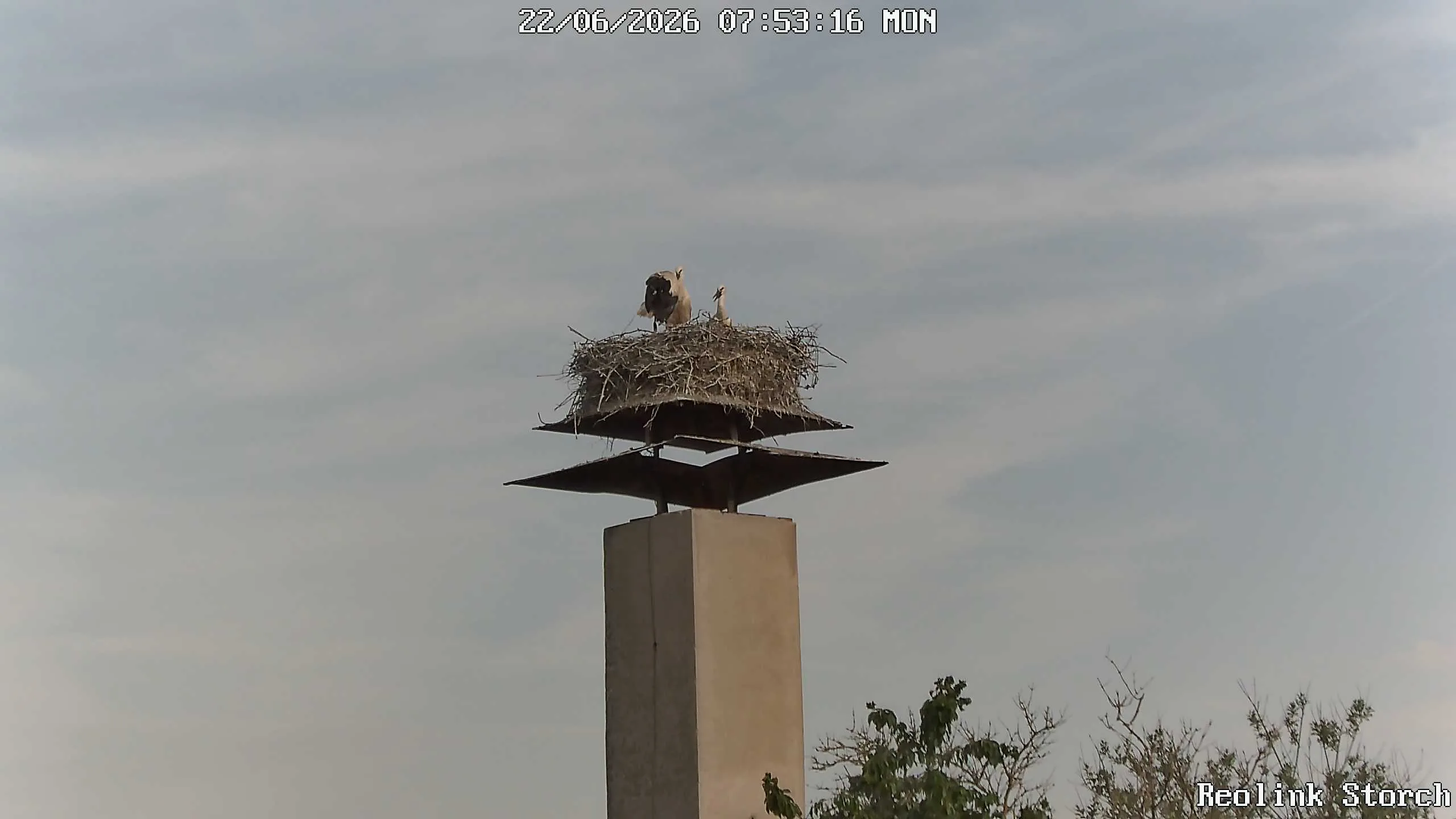 Storchencam Bild