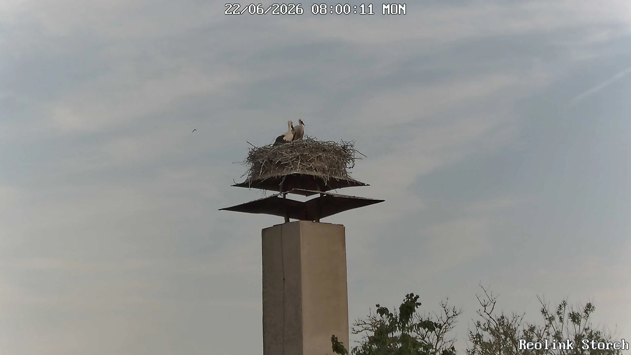 Storchencam Bild