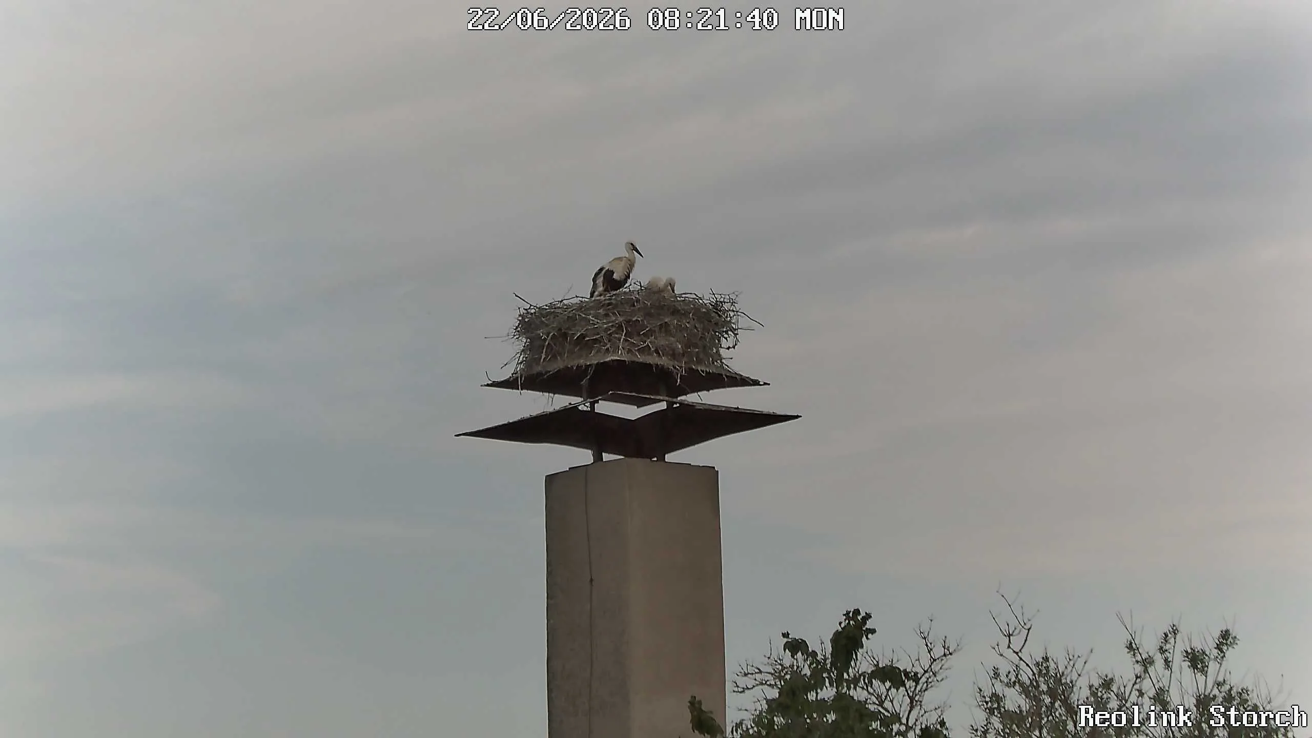 Storchencam Bild