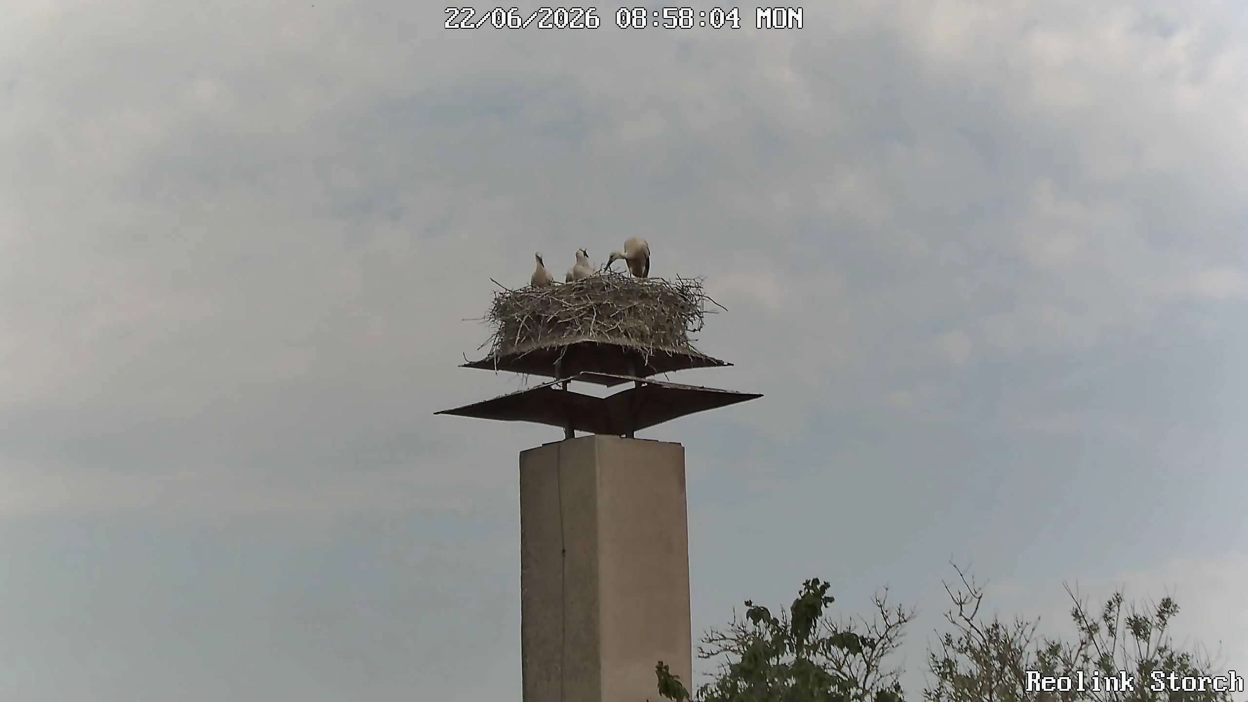 Storchencam Bild