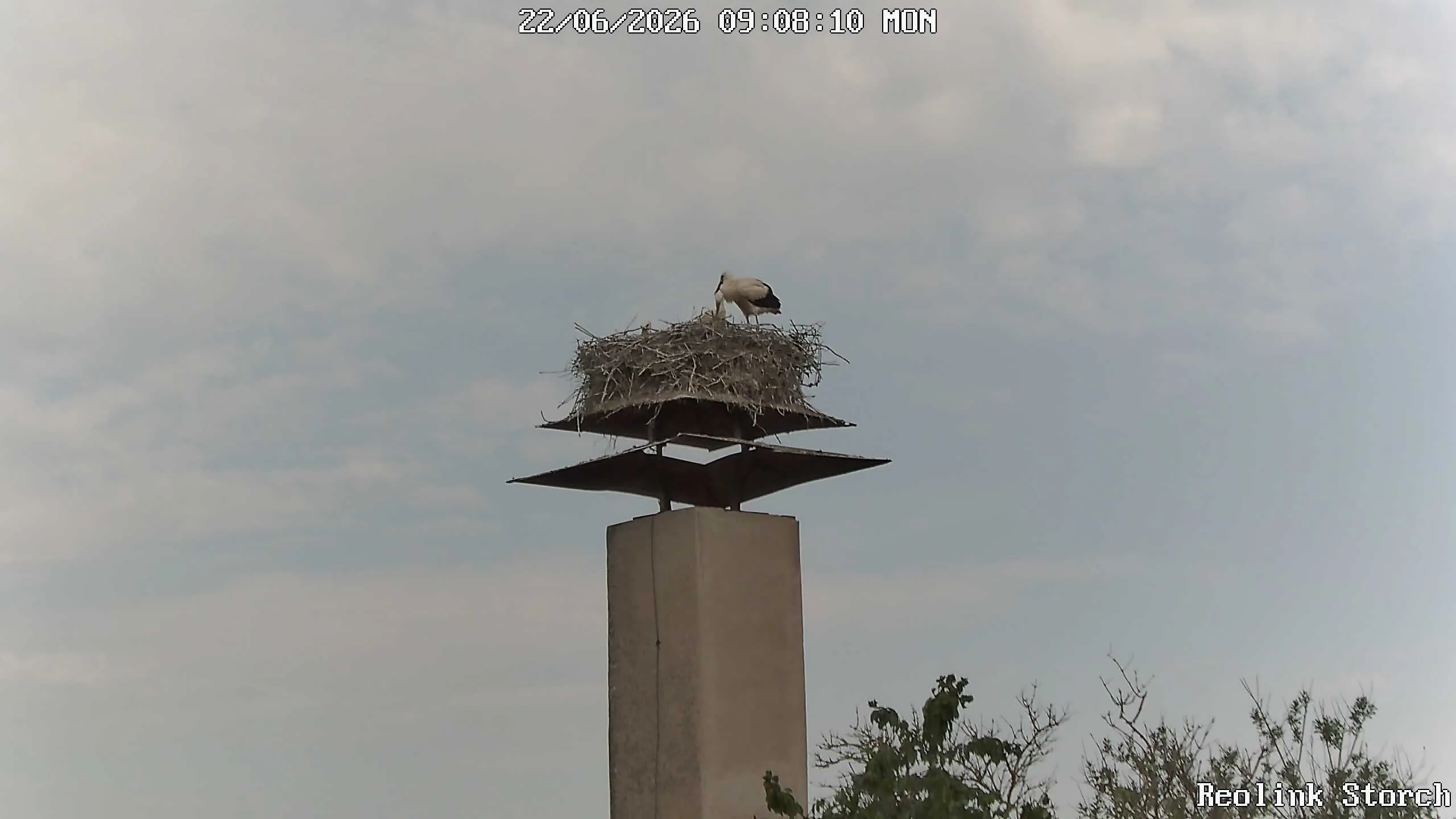 Storchencam Bild