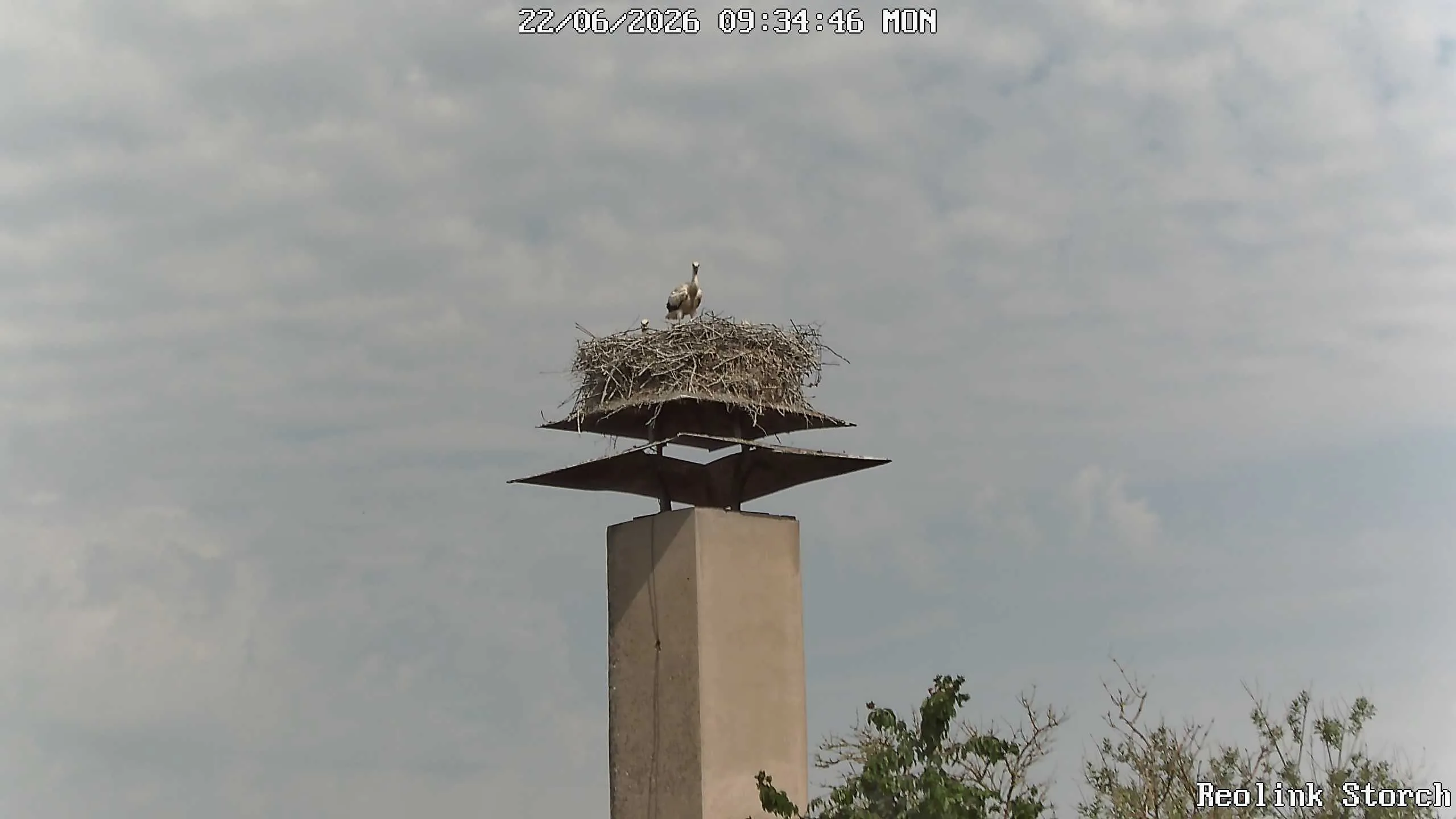 Storchencam Bild