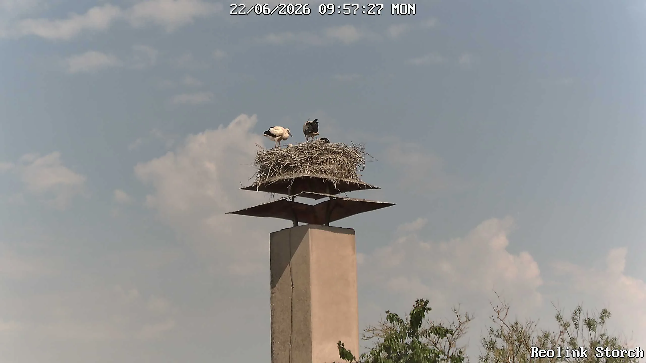 Storchencam Bild