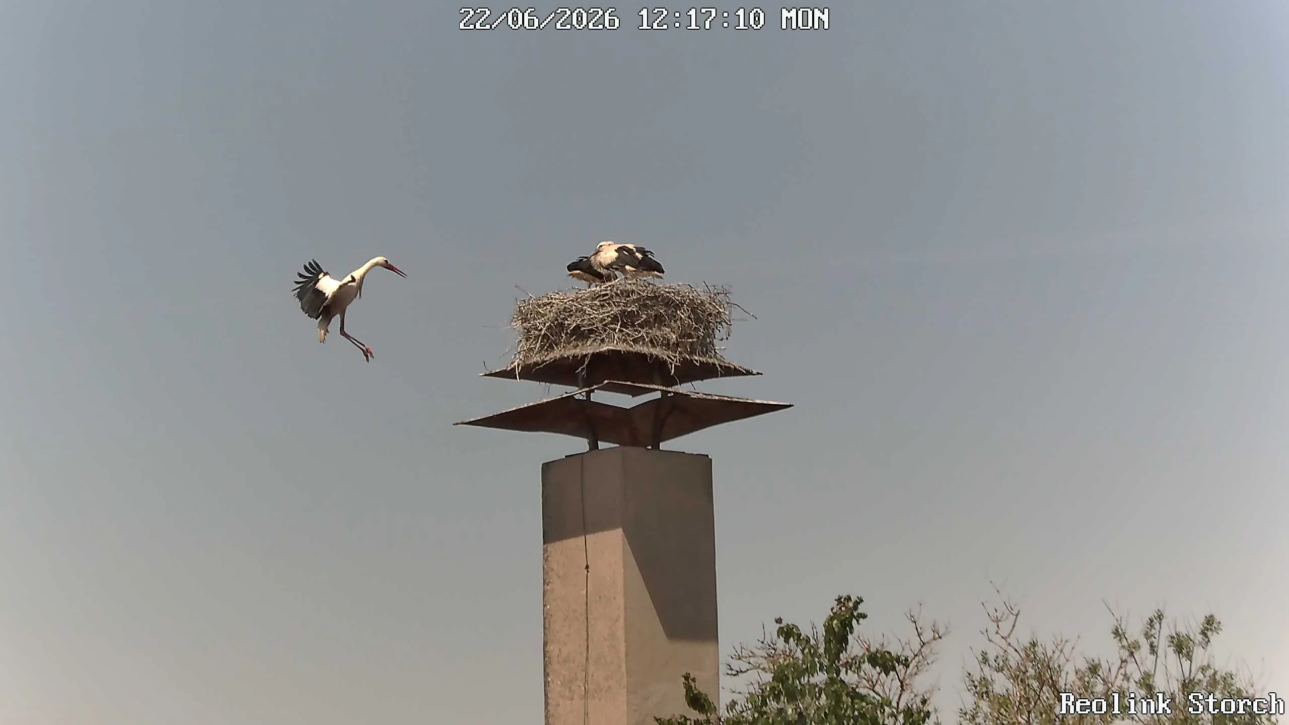 Storchencam Bild