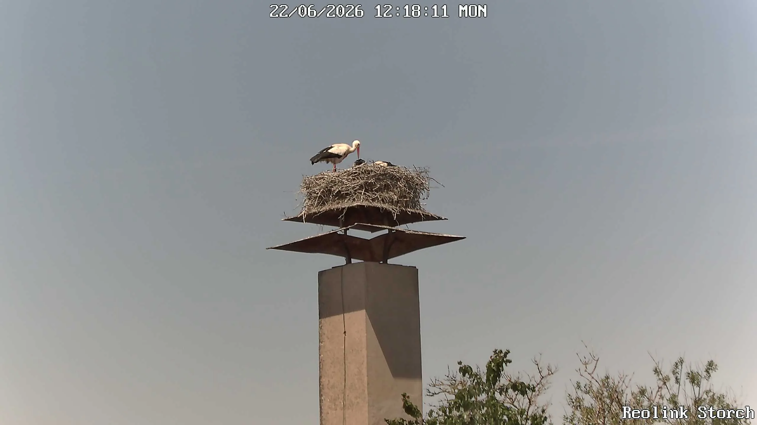 Storchencam Bild