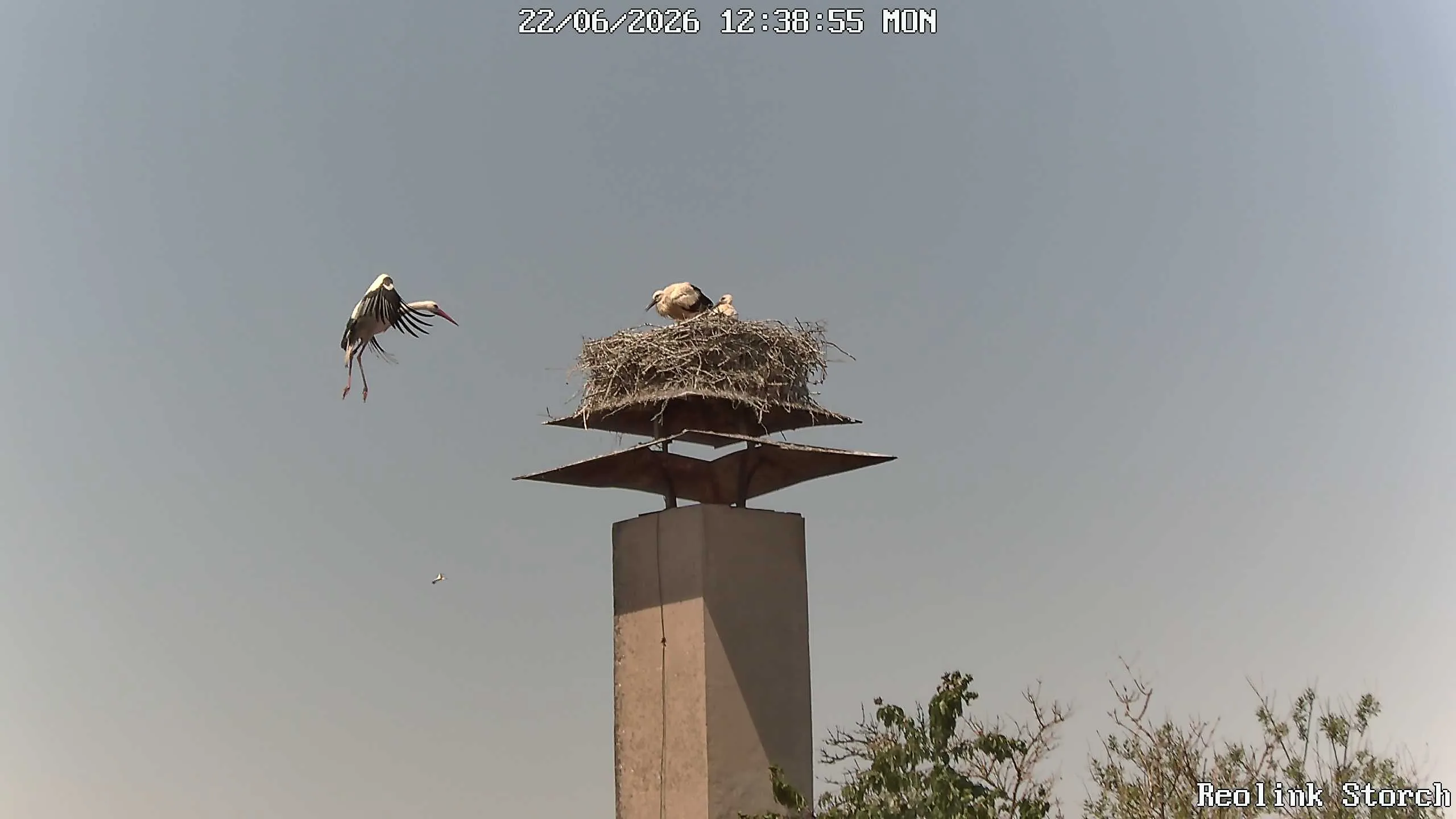 Storchencam Bild
