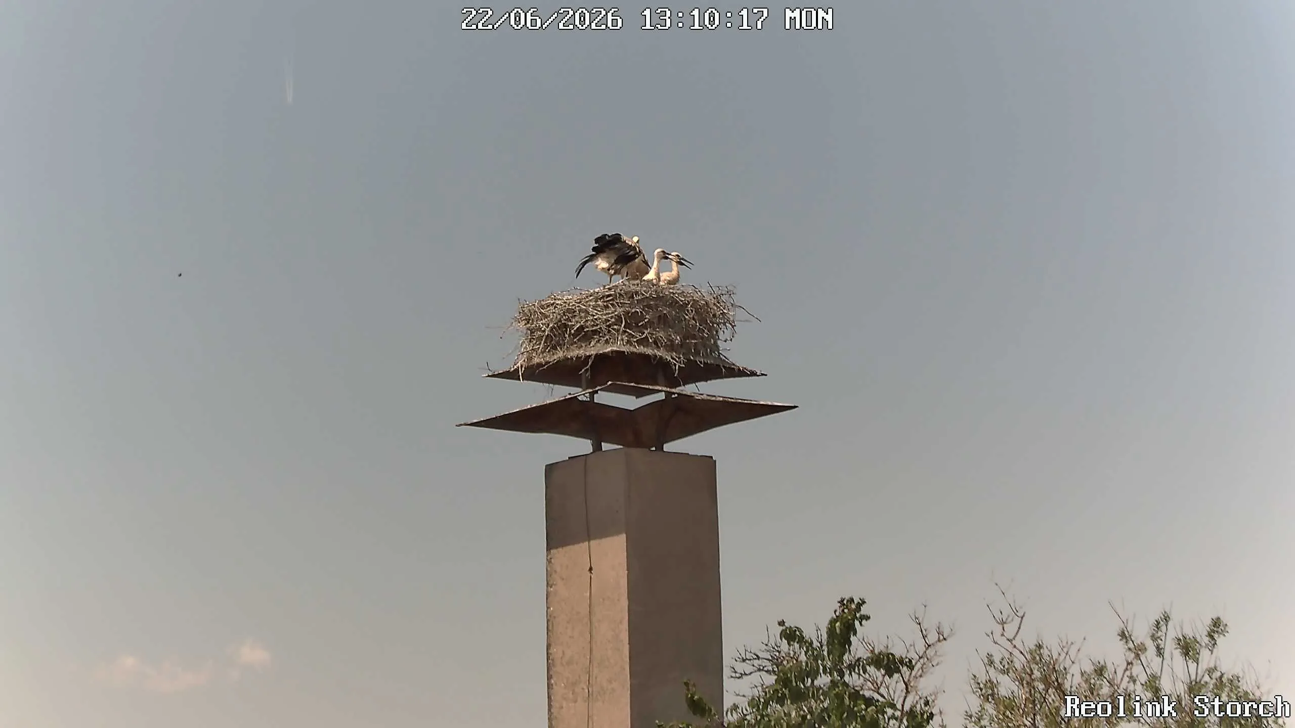 Storchencam Bild