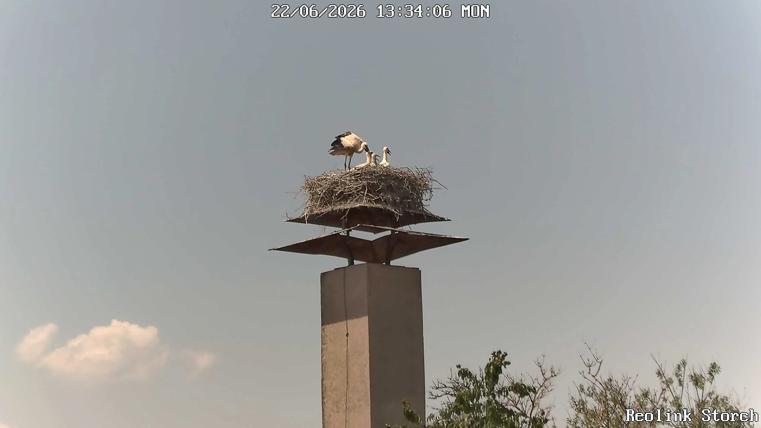 Storchencam Bild