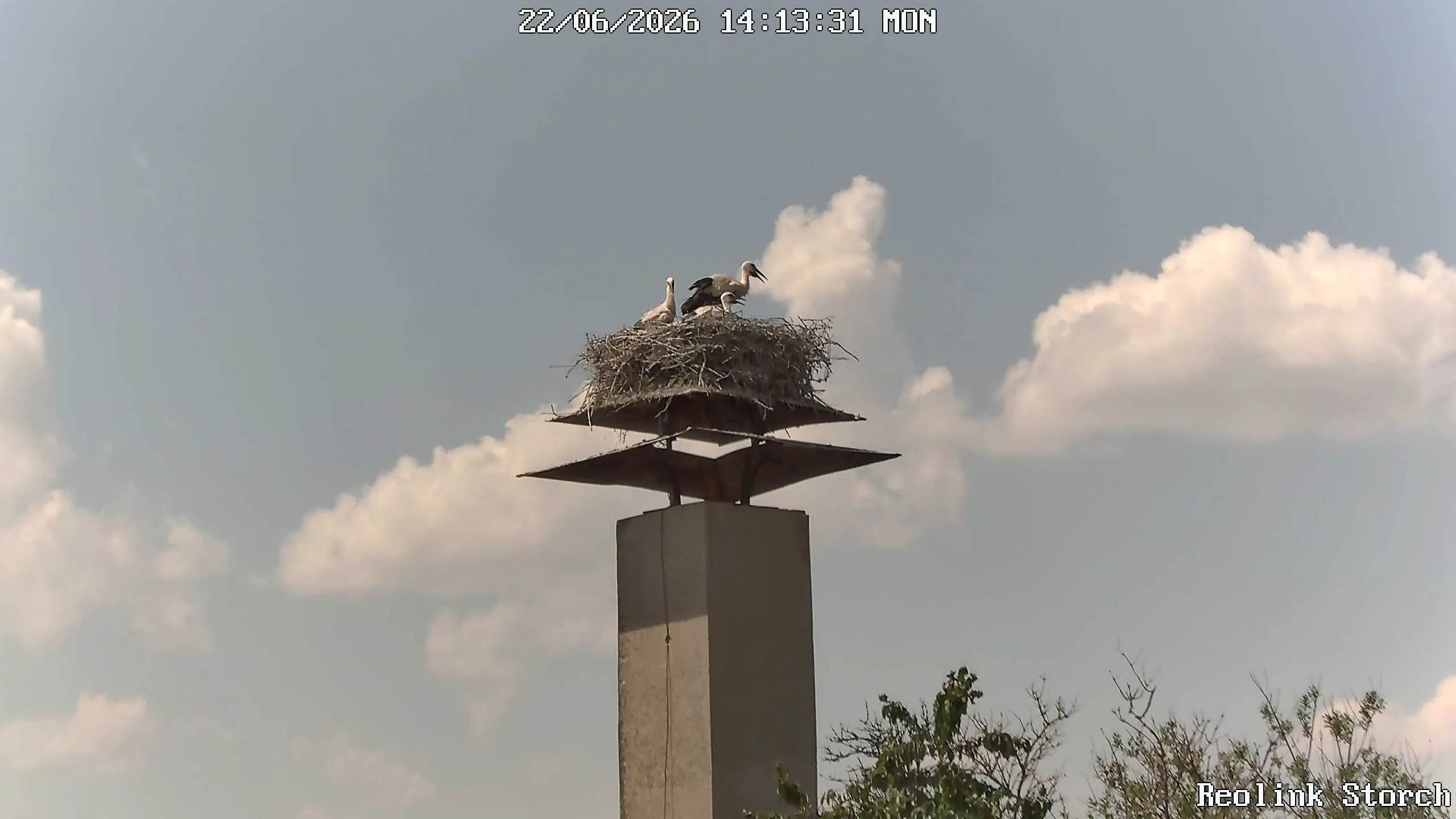 Storchencam Bild