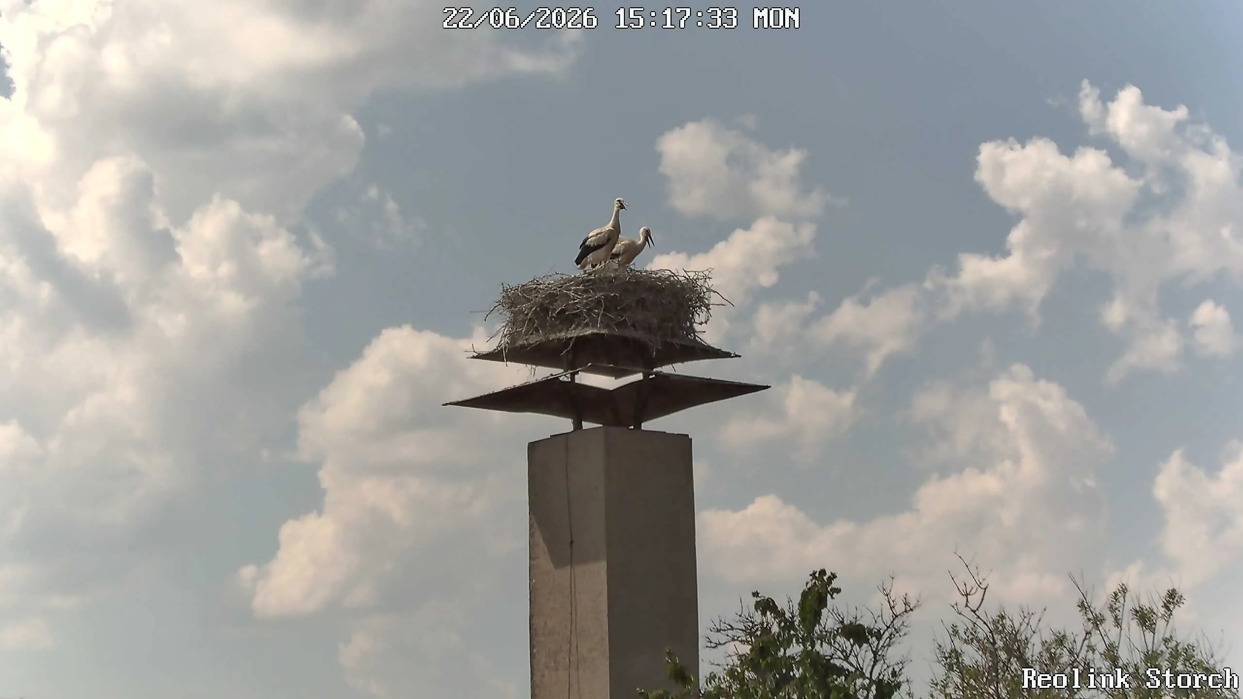 Storchencam Bild