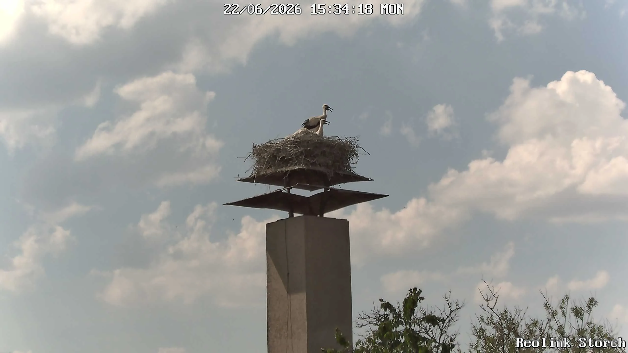 Storchencam Bild