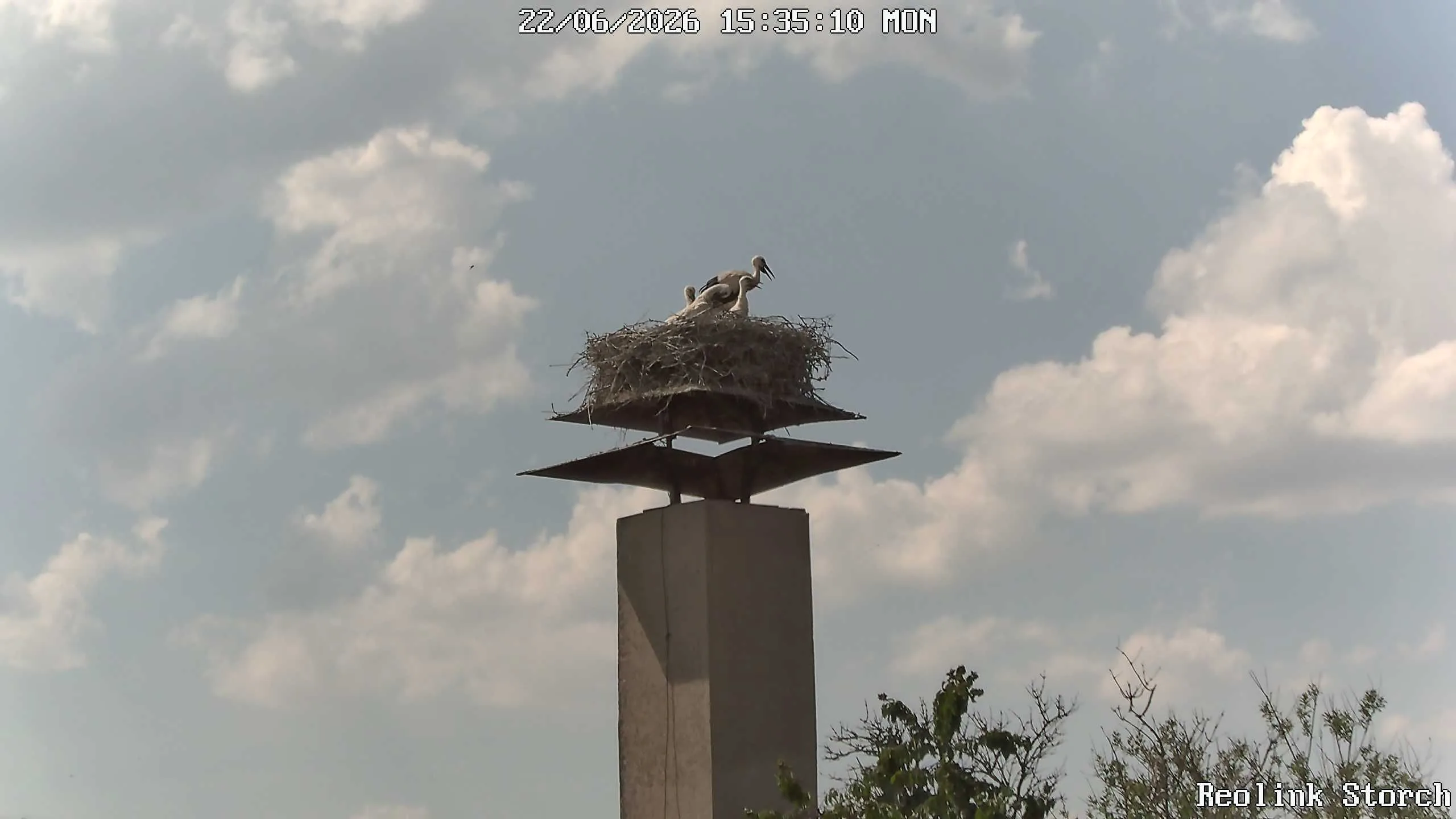 Storchencam Bild