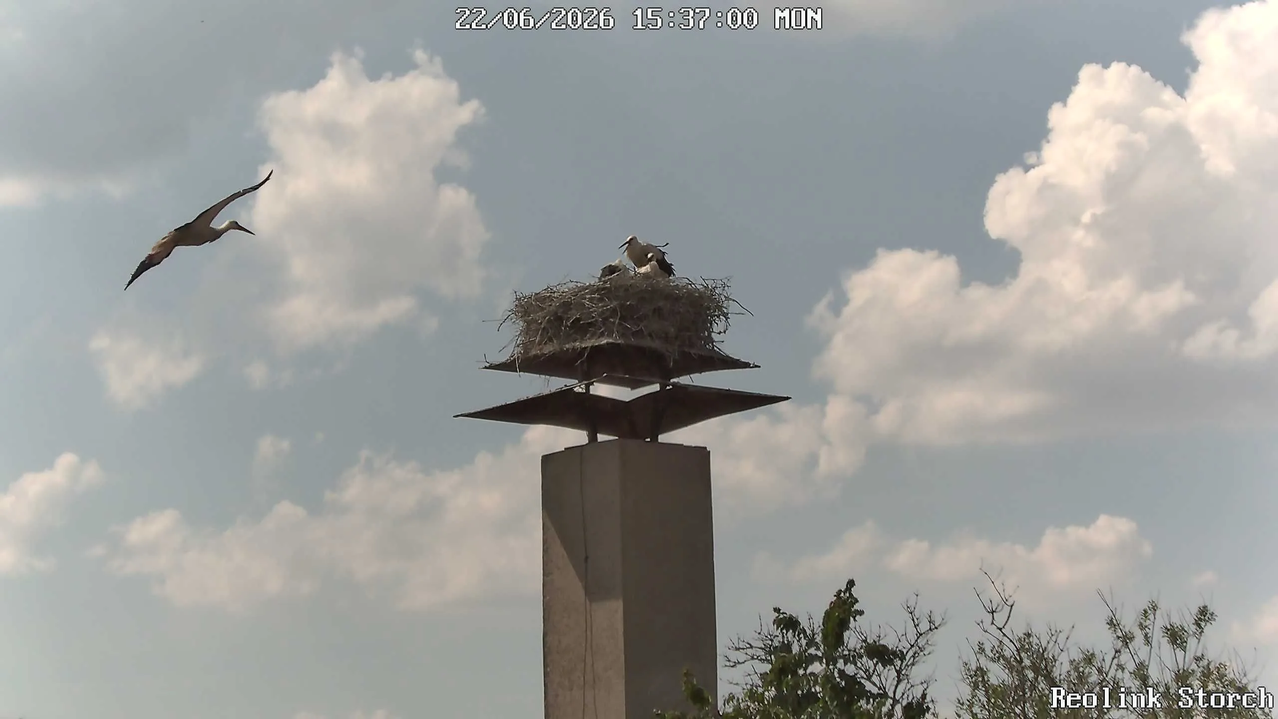 Storchencam Bild