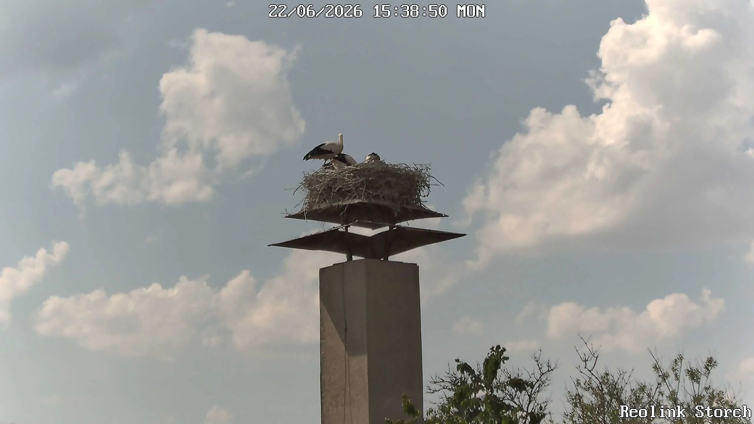 Storchencam Bild