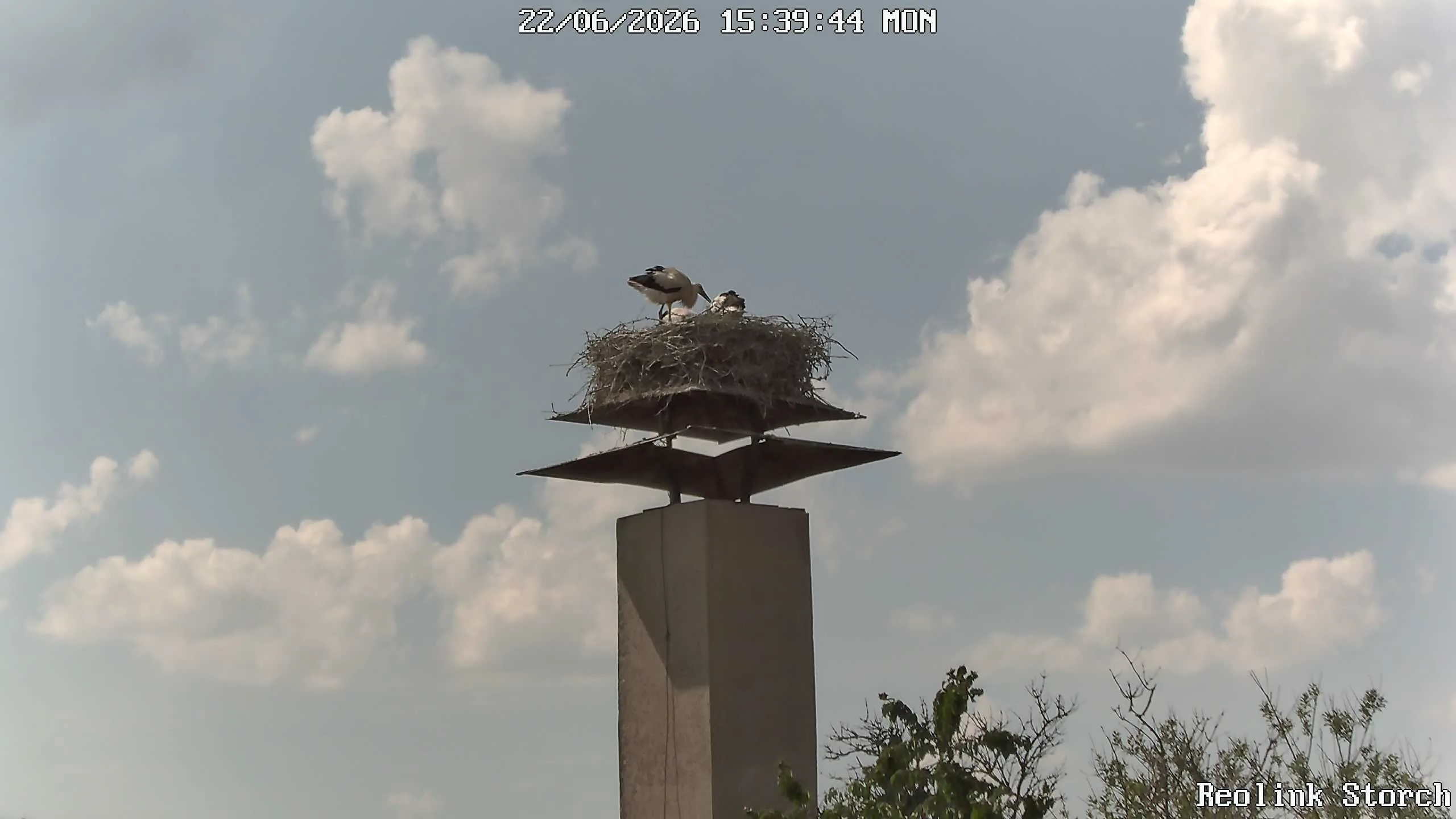 Storchencam Bild