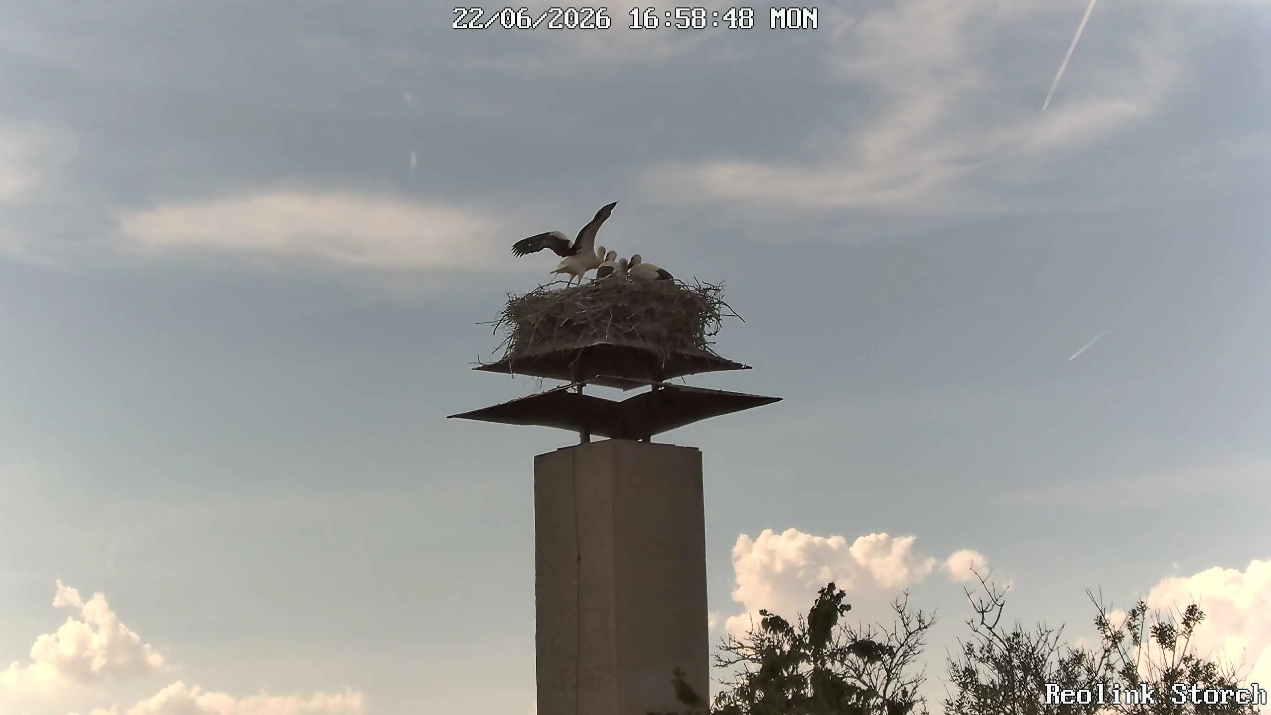 Storchencam Bild