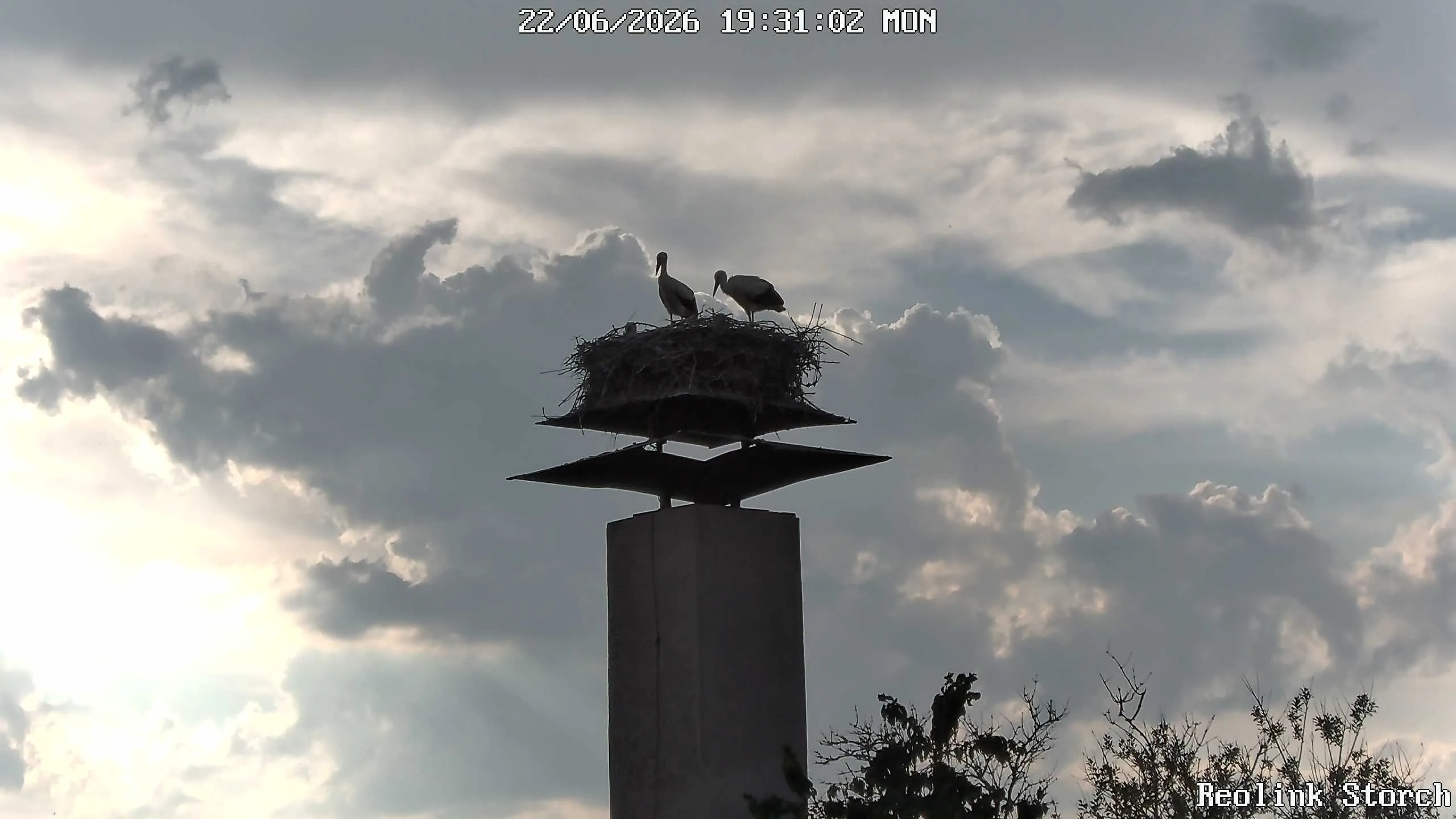 Storchencam Bild