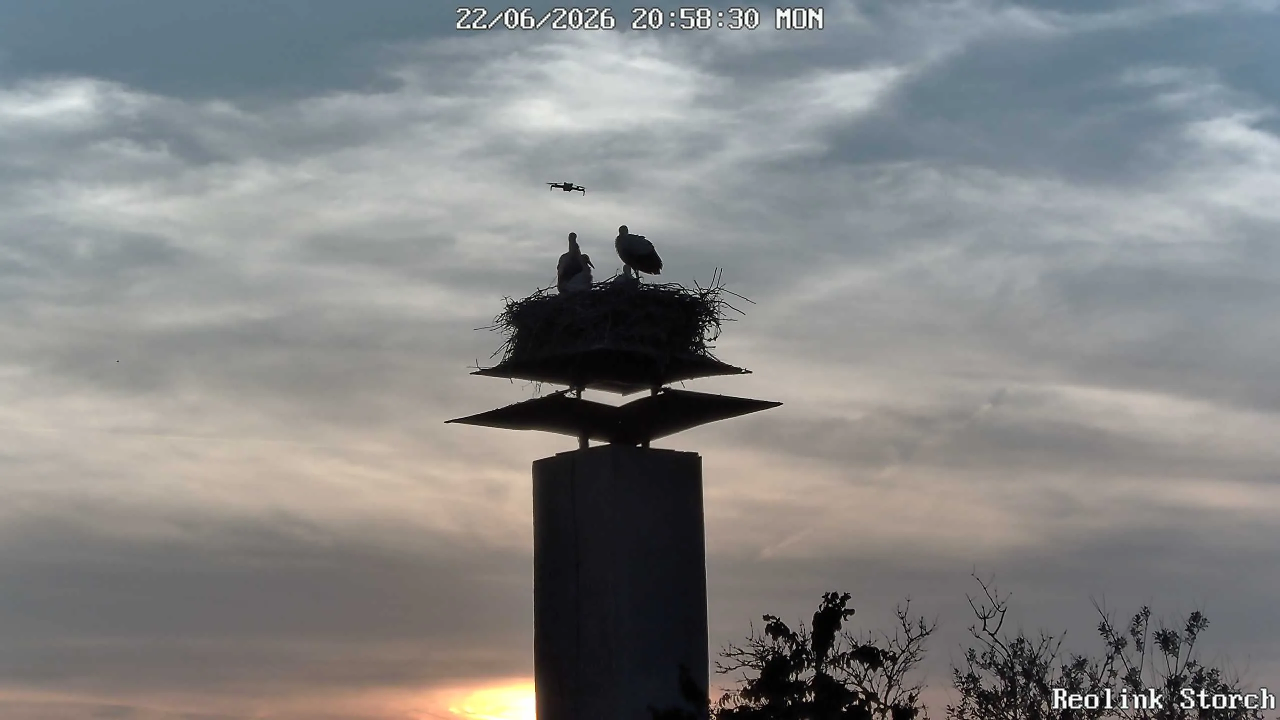 Storchencam Bild