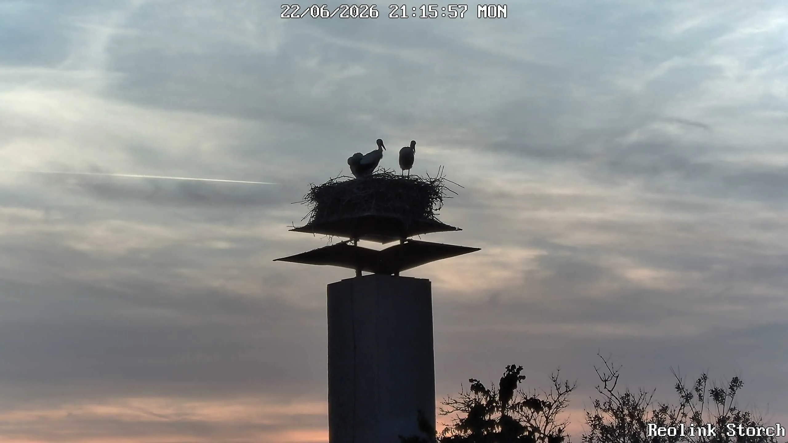 Storchencam Bild