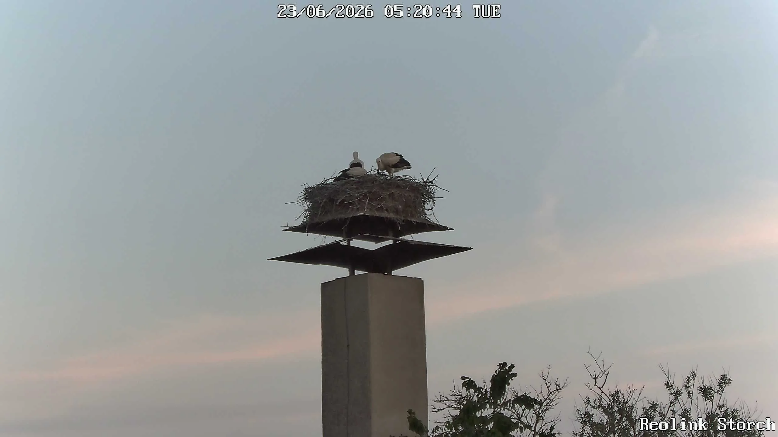 Storchencam Bild