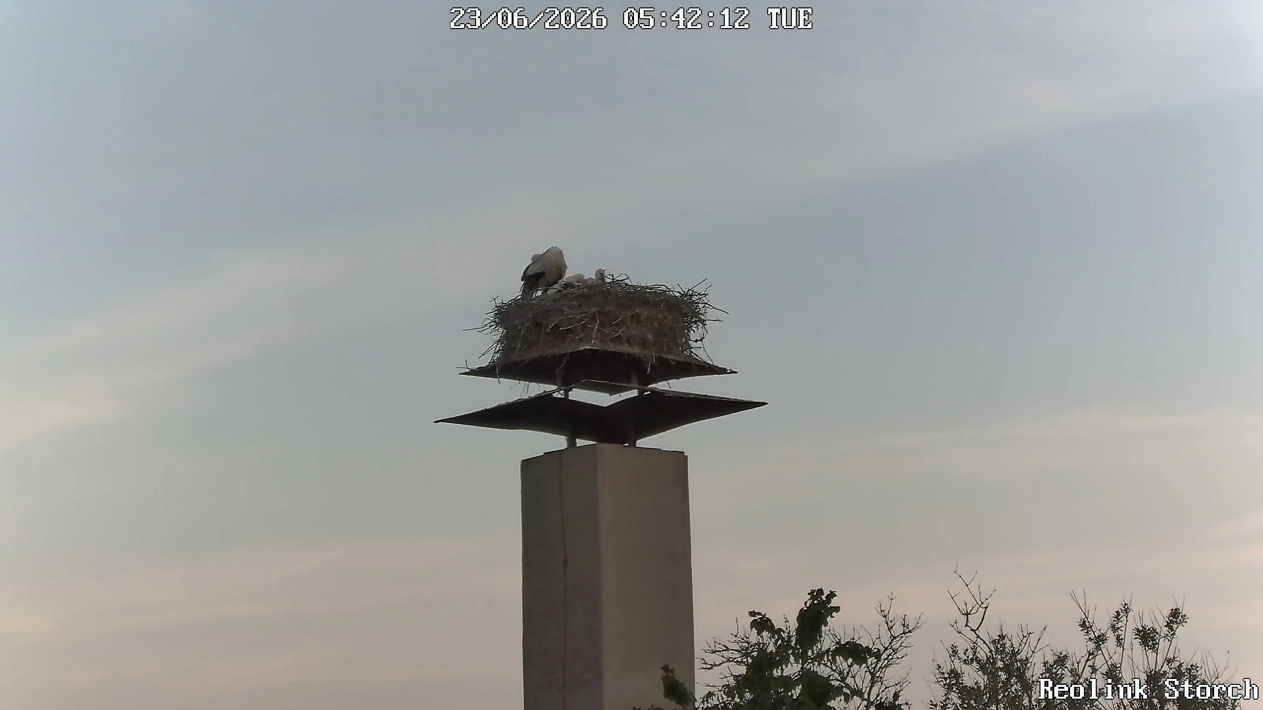 Storchencam Bild