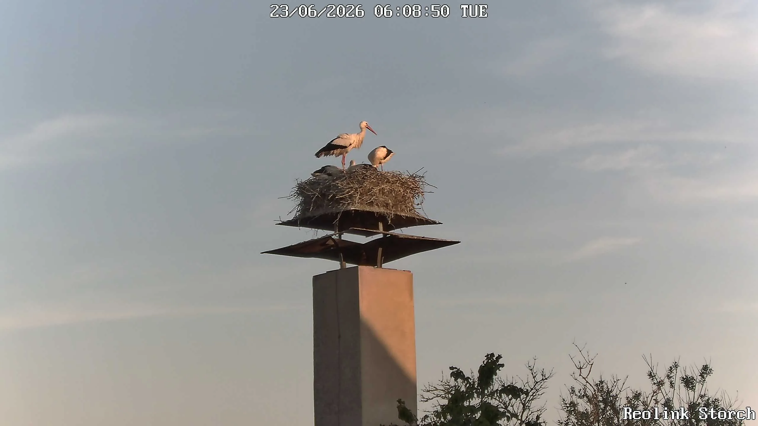 Storchencam Bild