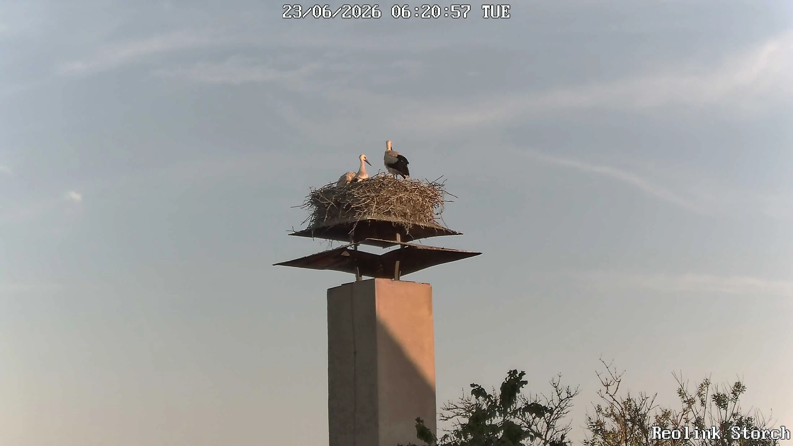 Storchencam Bild