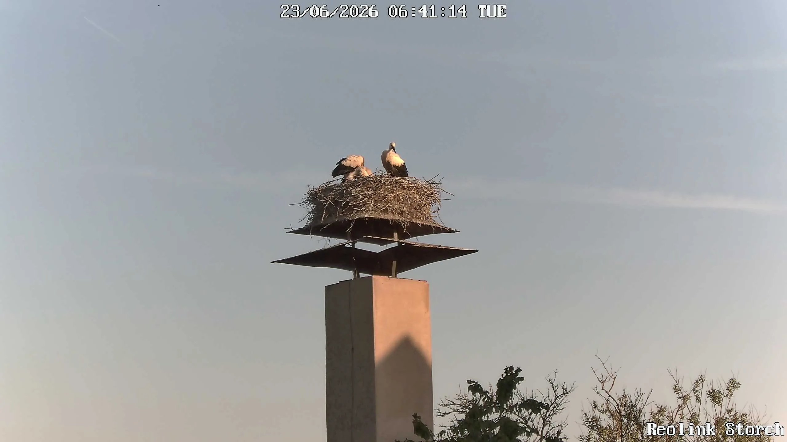 Storchencam Bild