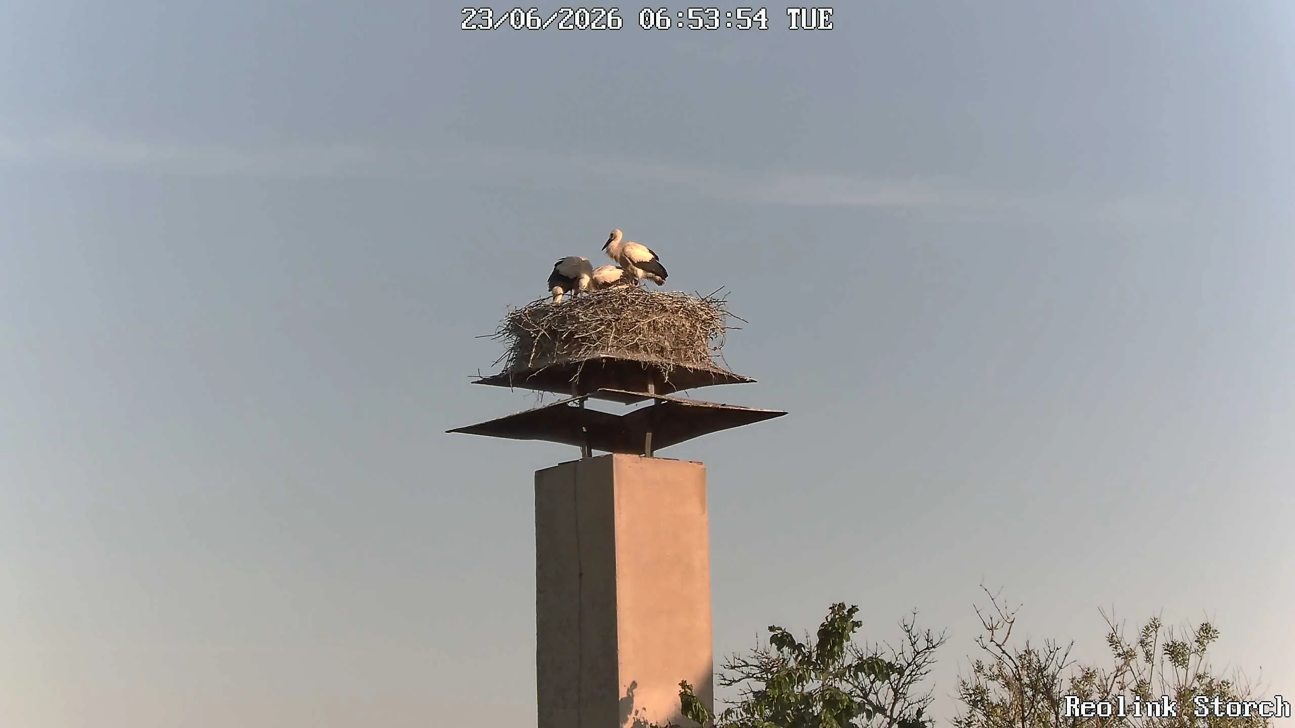 Storchencam Bild