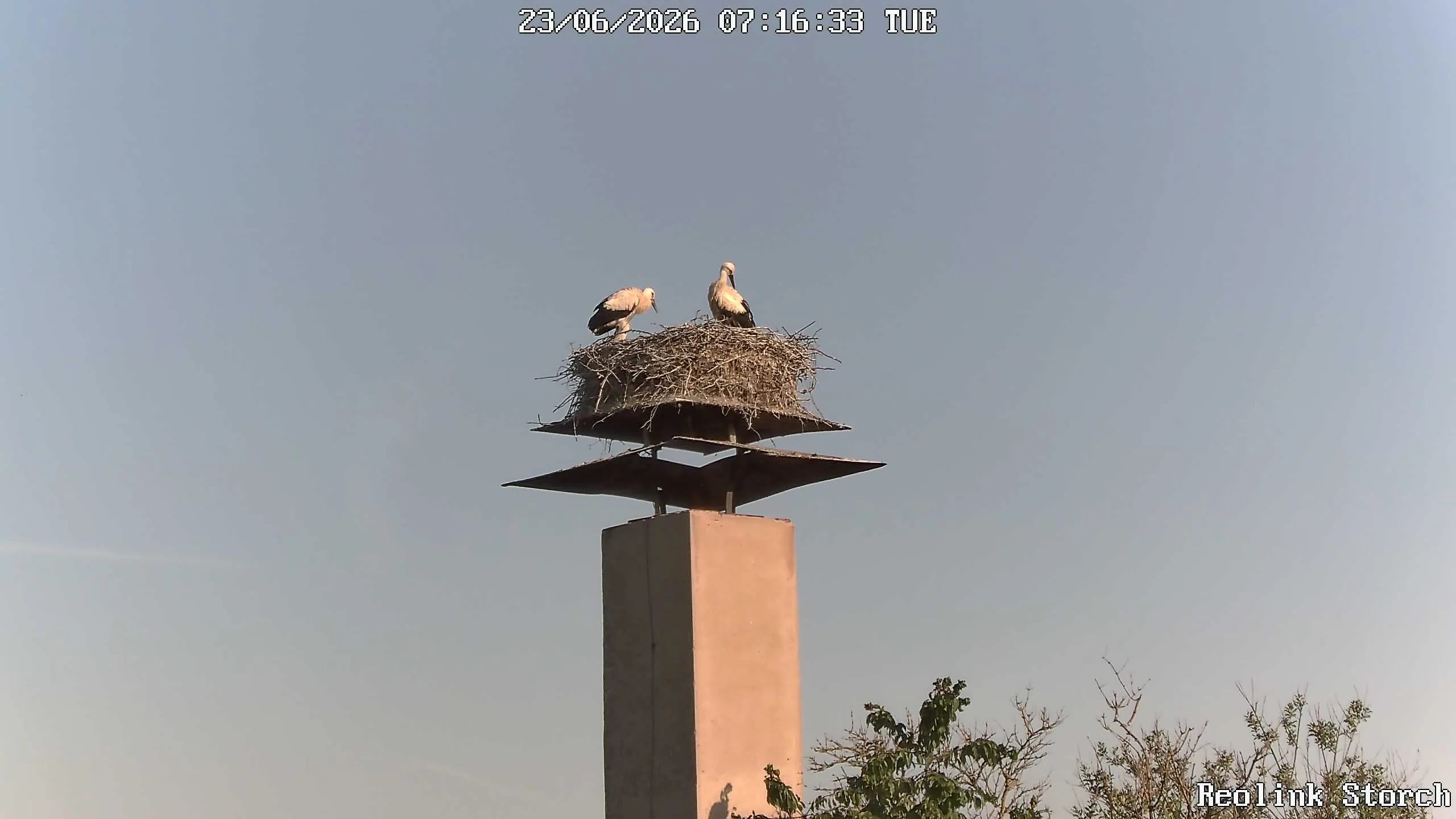 Storchencam Bild