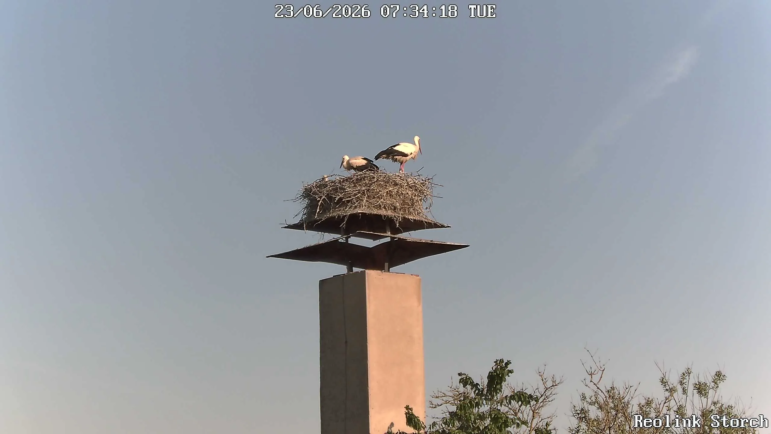 Storchencam Bild