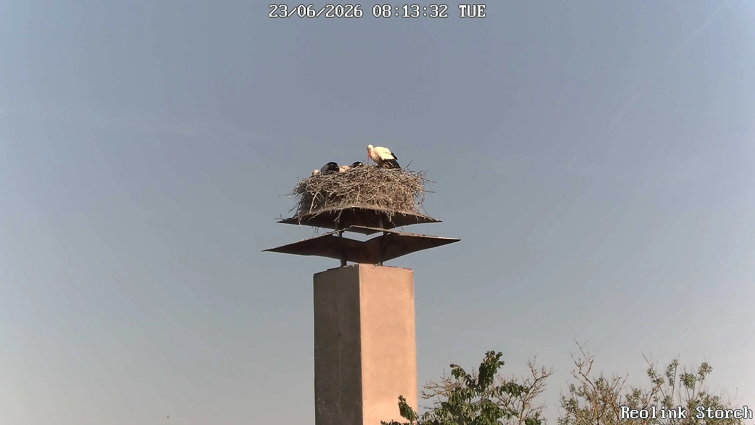 Storchencam Bild