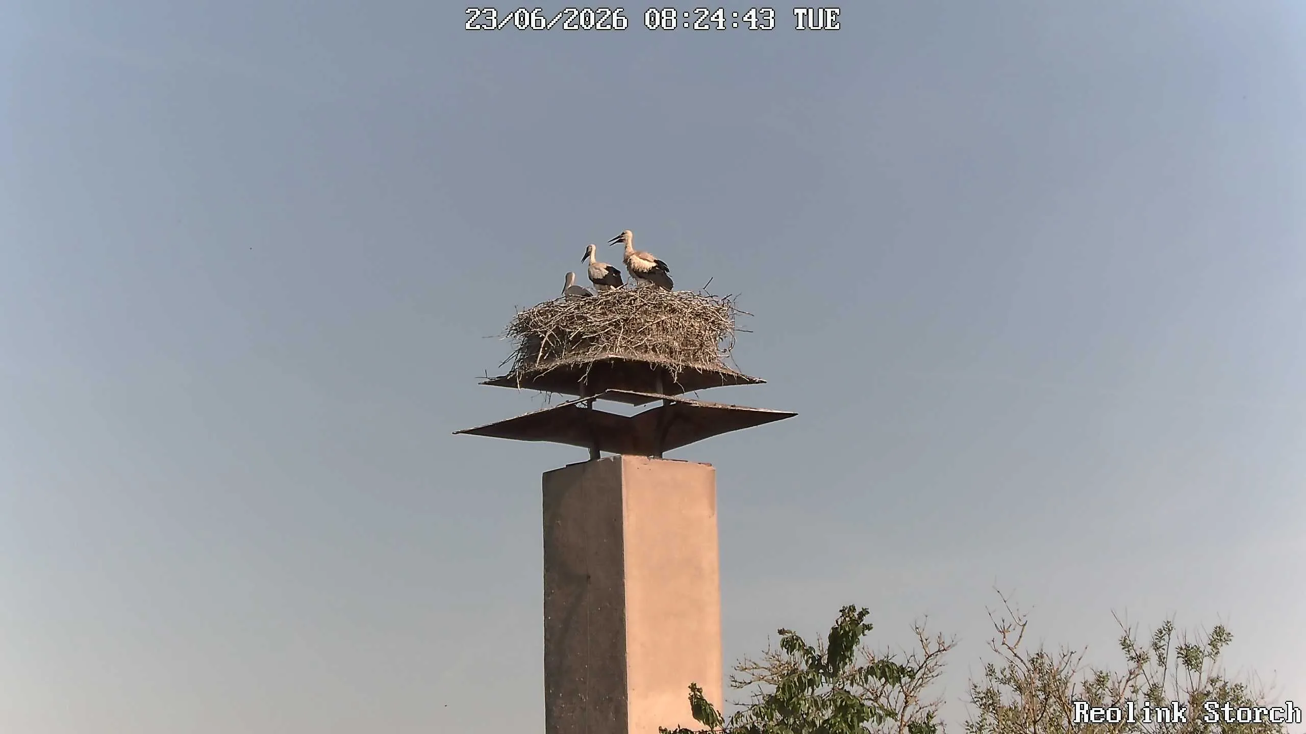 Storchencam Bild