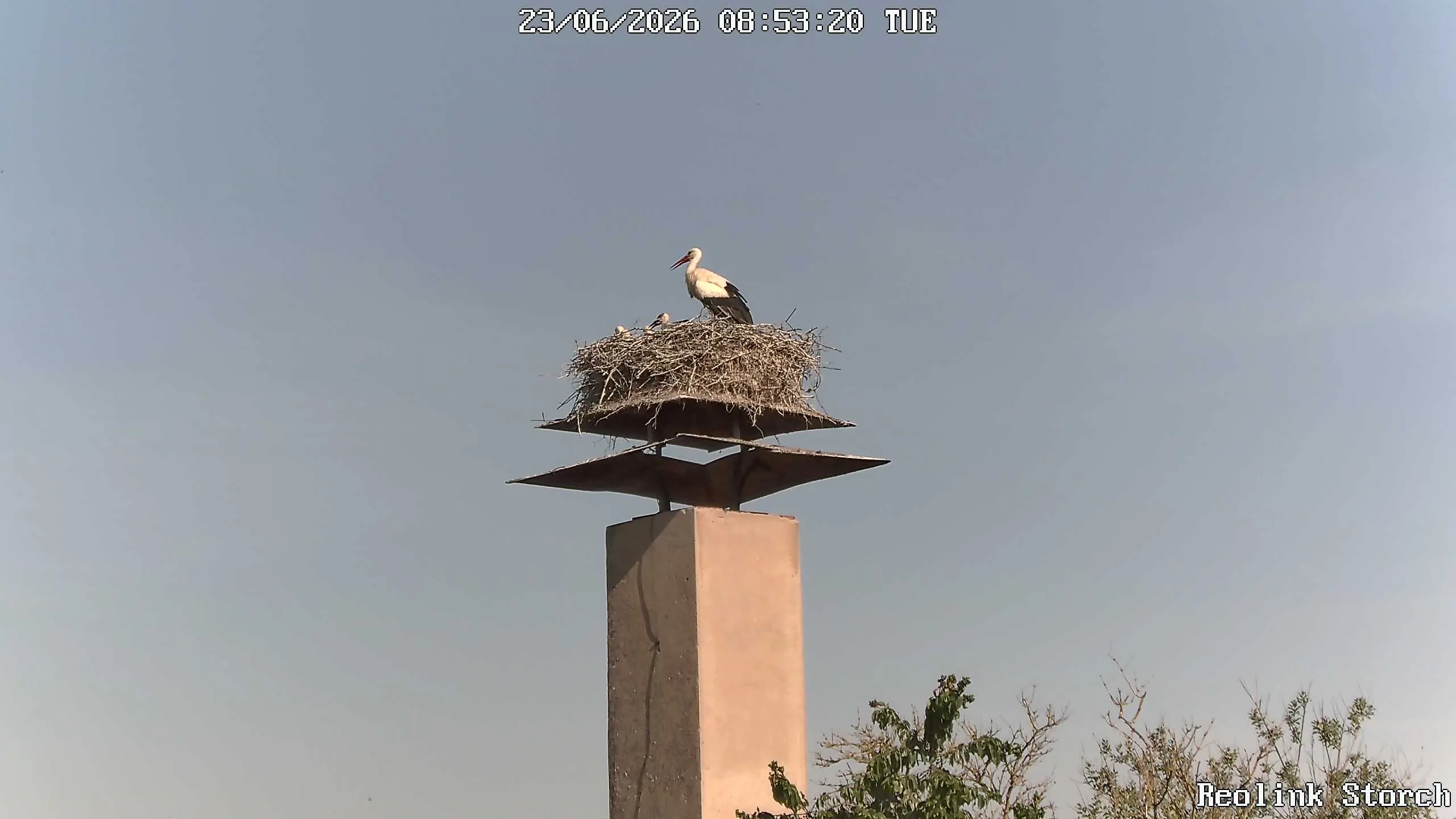 Storchencam Bild