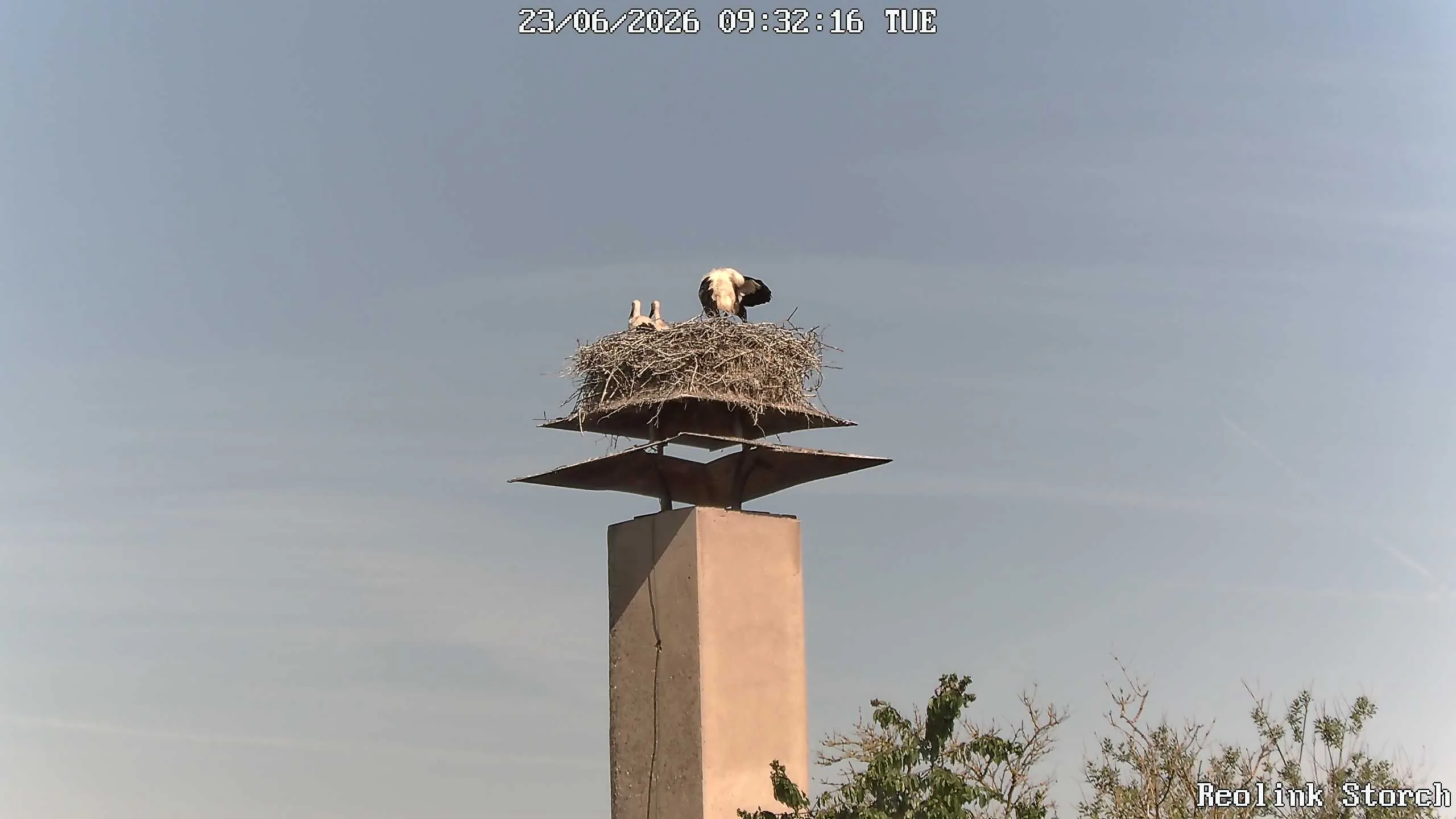 Storchencam Bild