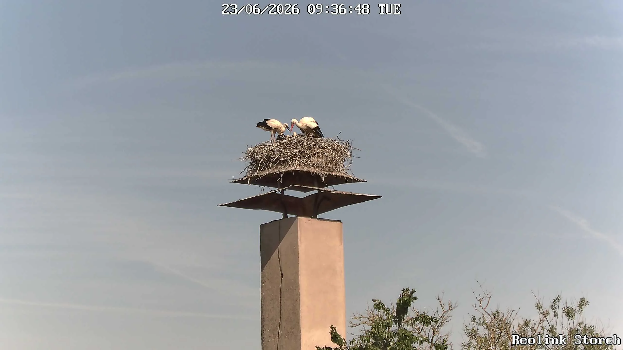 Storchencam Bild
