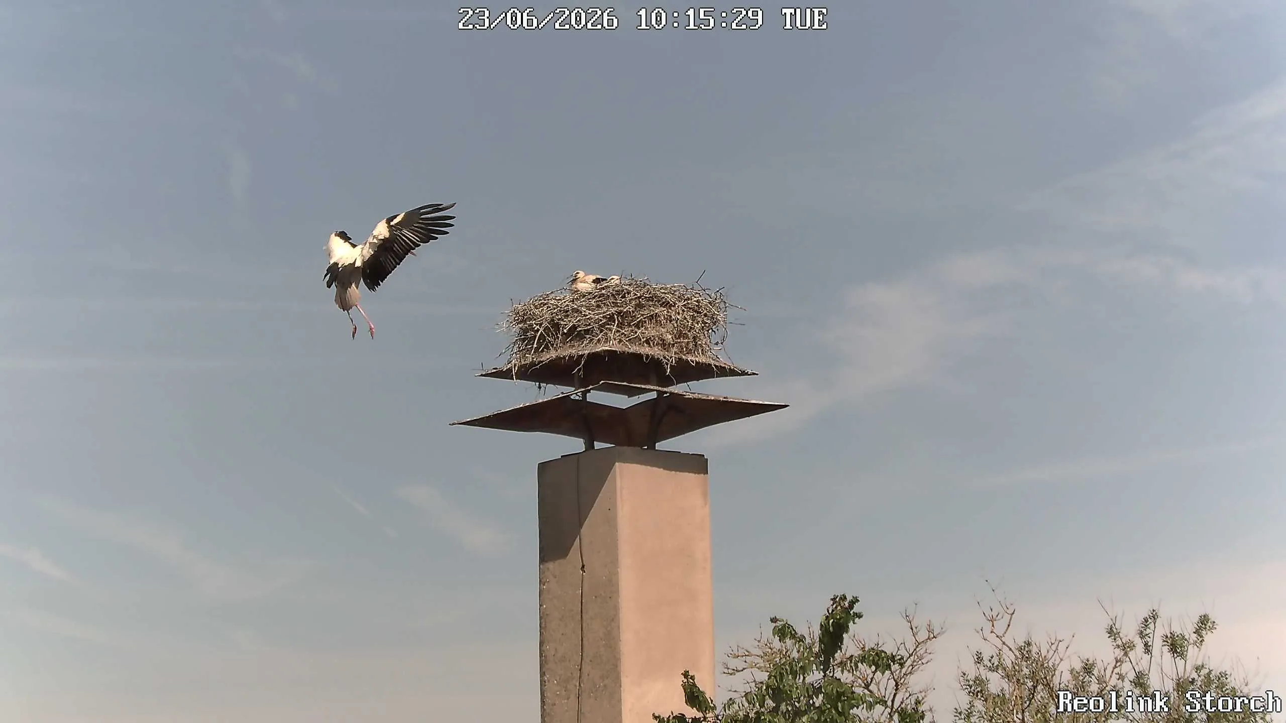 Storchencam Bild