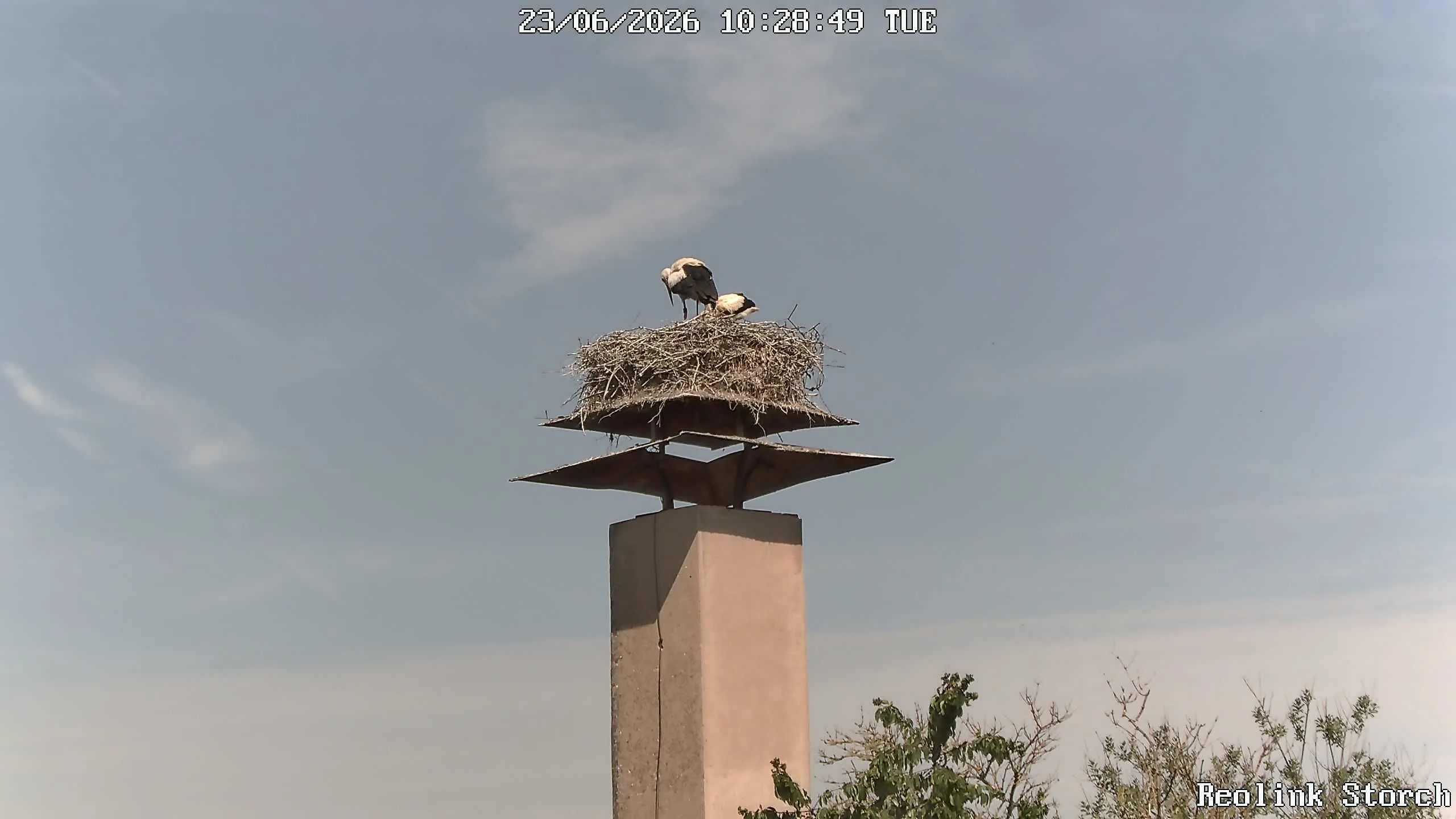 Storchencam Bild