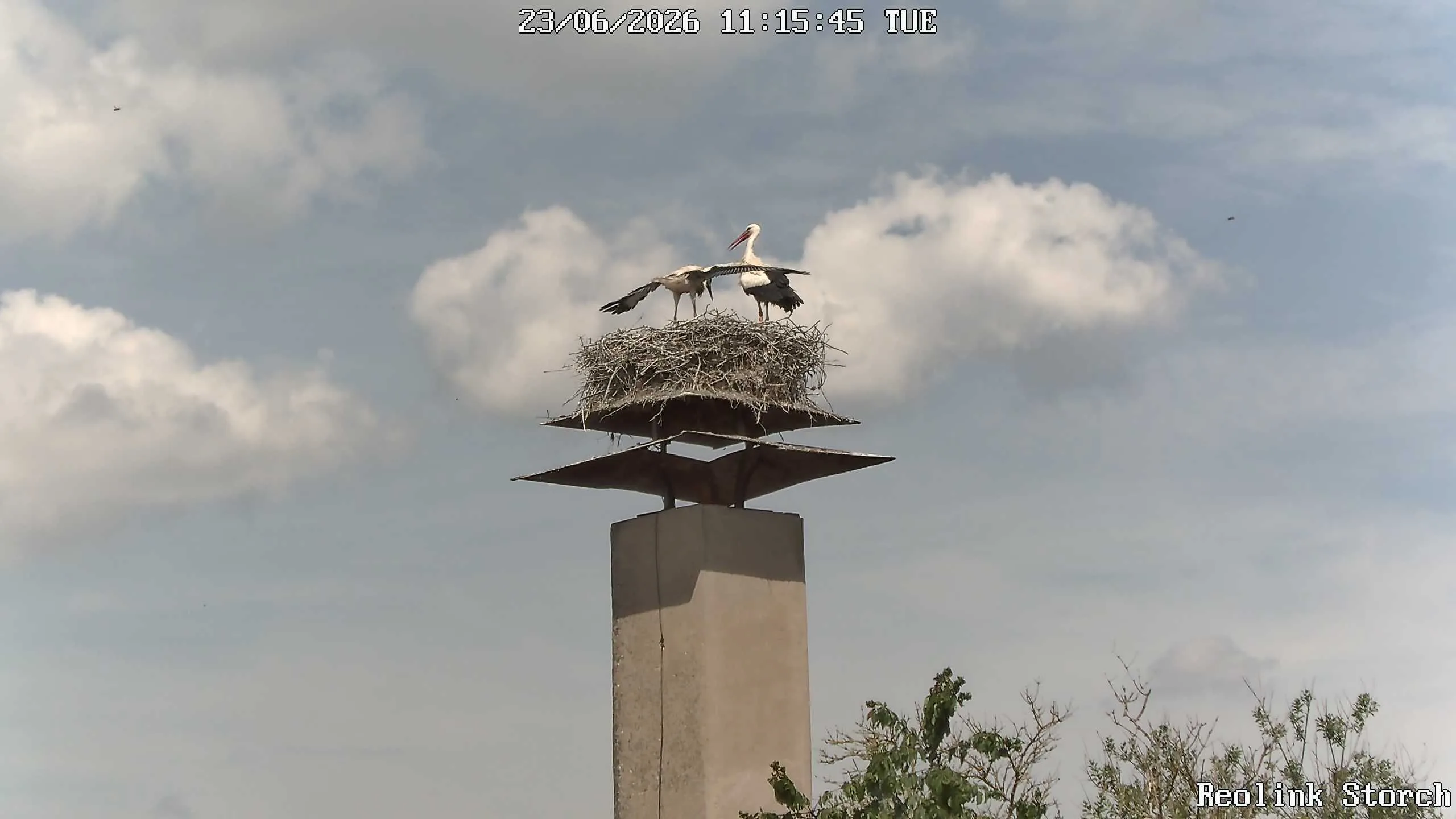 Storchencam Bild