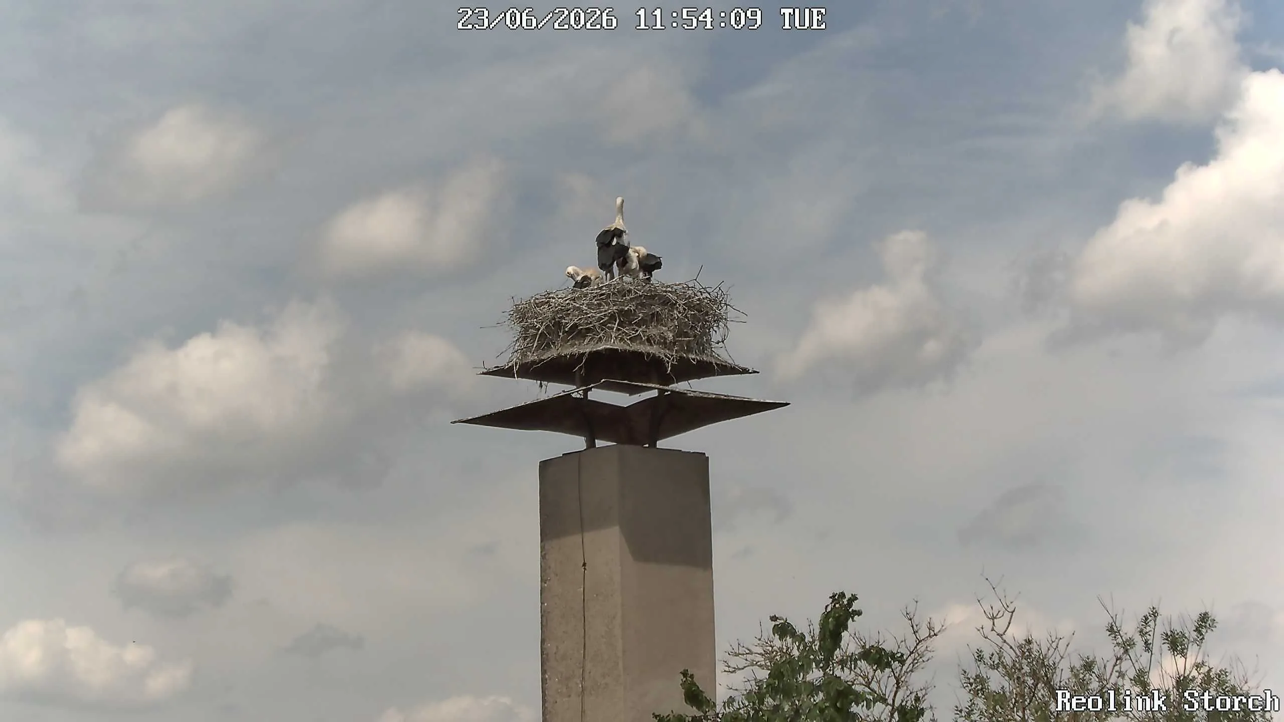 Storchencam Bild