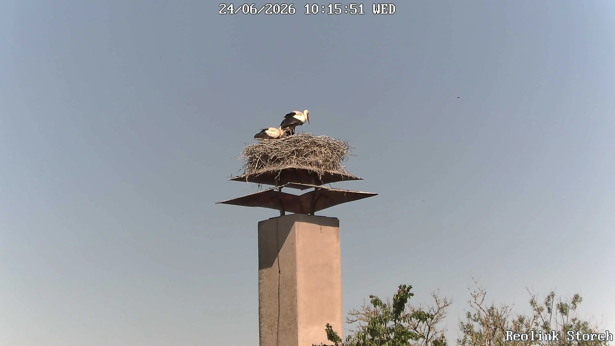 Storchencam Bild